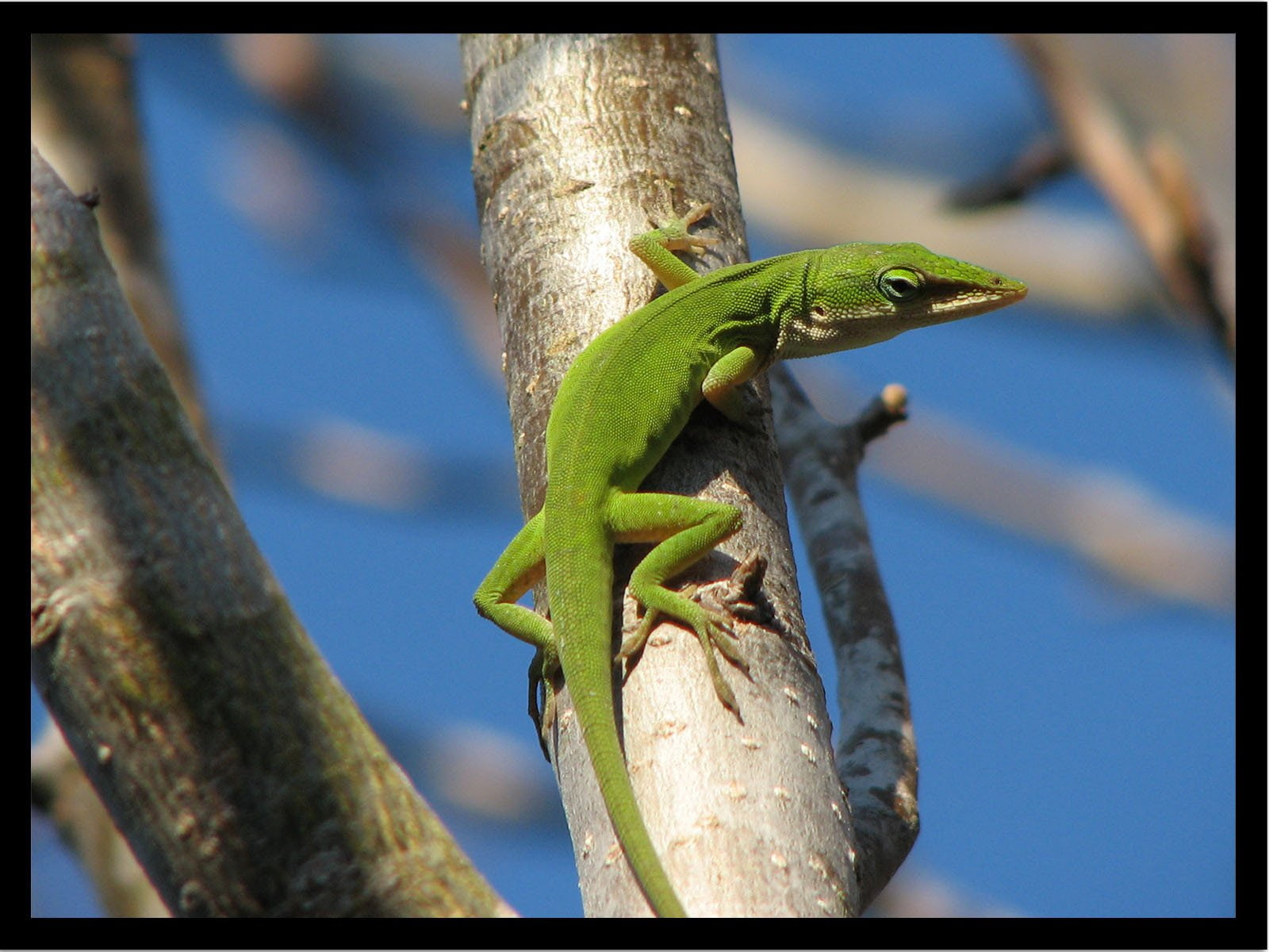 Reptiles, 720P, Green Anole, HD Wallpaper