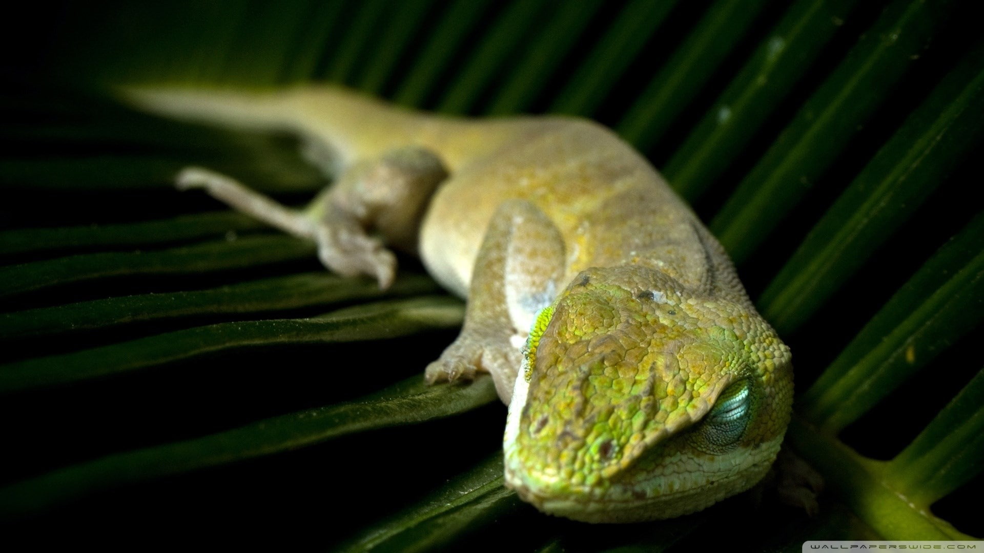 green anole, 1080P, HD Wallpaper