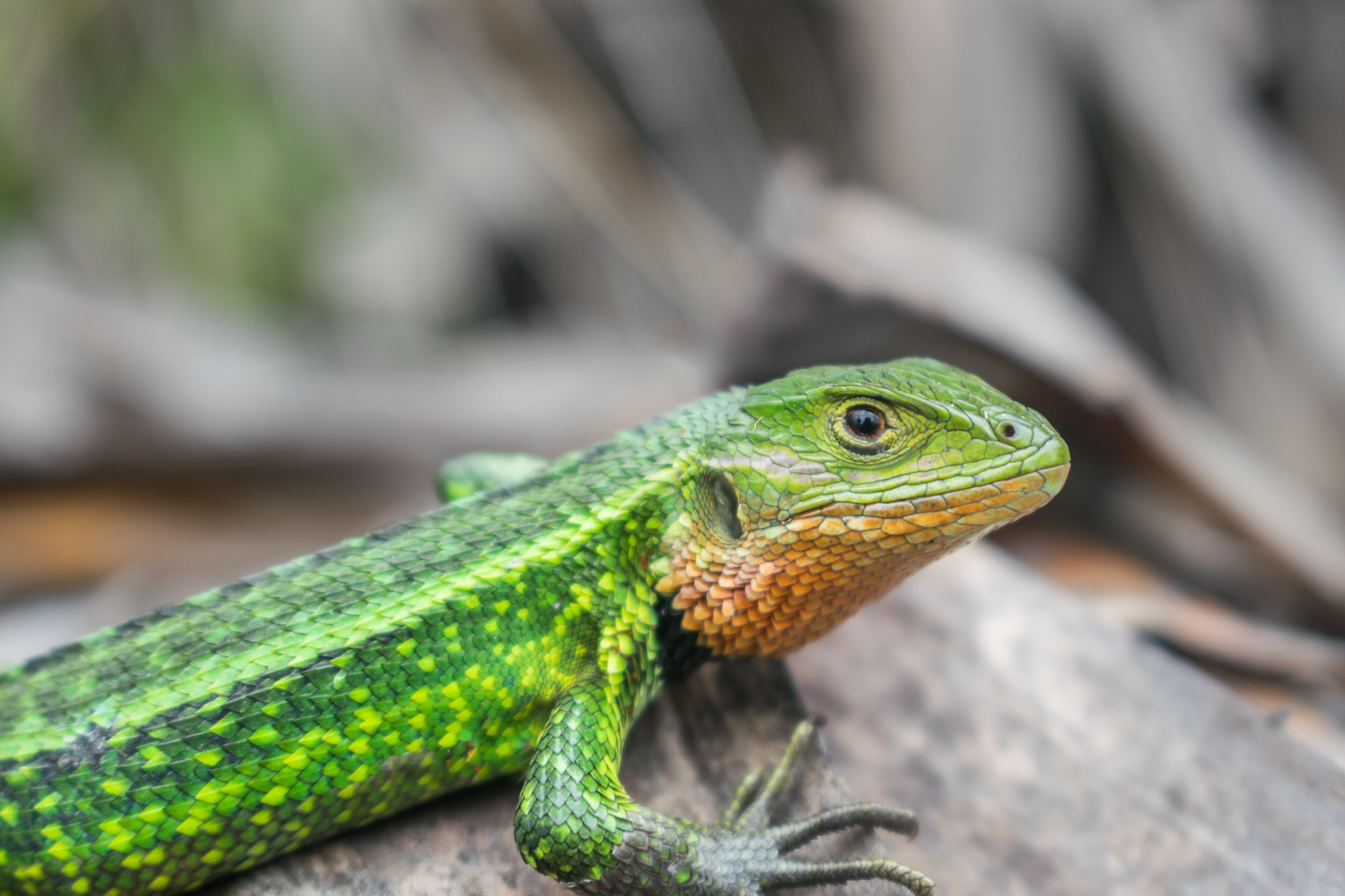 no people, animal scale, animal wildlife, iguana, reptile, one animal, bun, rock, looking, plant, invertebrate, animal body part, looking away, animal head, HD Wallpaper