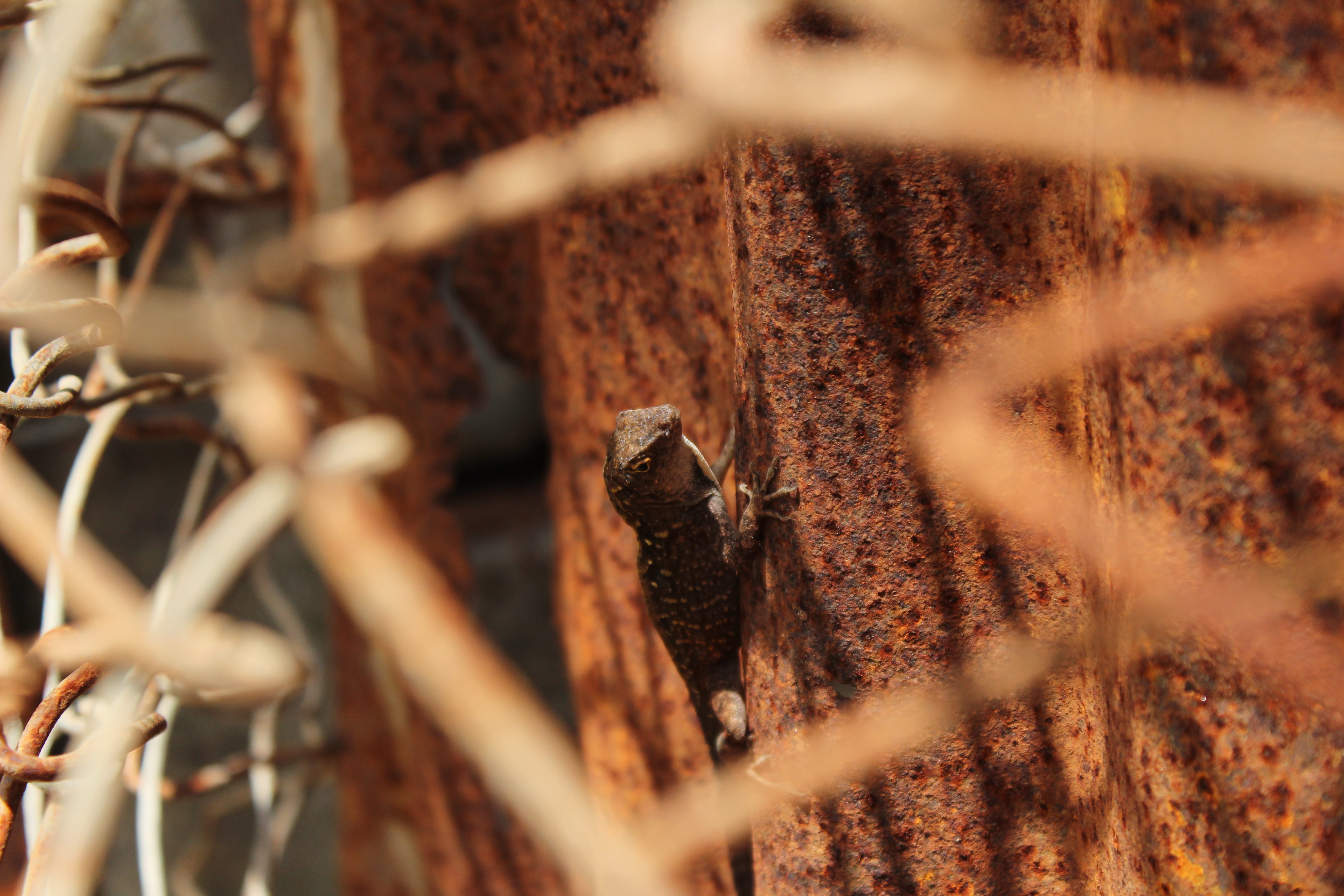 dry, nature, fence, quail, bird, focus on background, rust, selective focus, security, barrier, flicker bird, animal, gecko, day, brown, sunlight, backgrounds, HD Wallpaper
