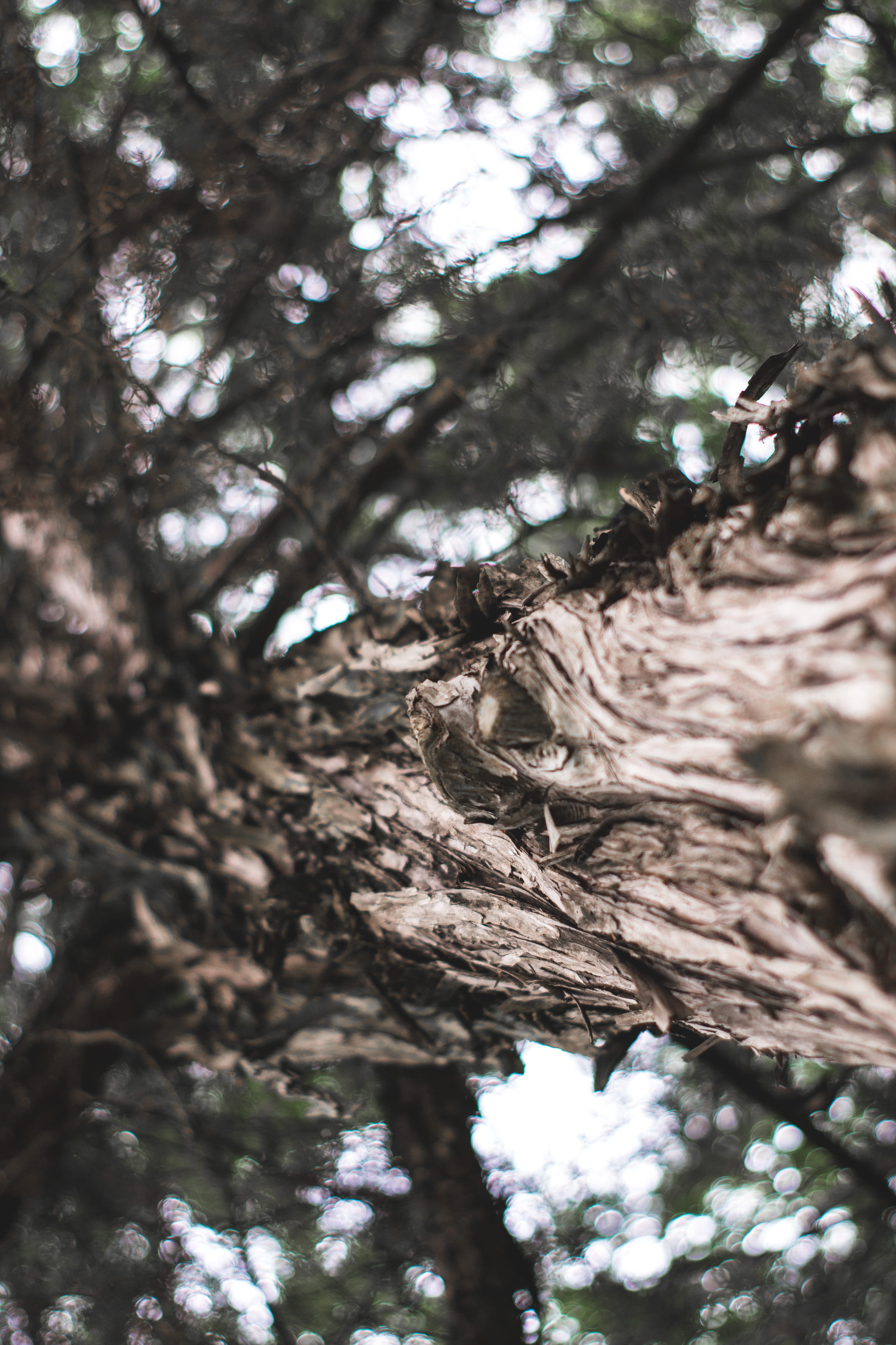 tree trunk, conifer, focus on foreground, wood, brown, willow, tree, forest, bark, coniferous tree, tranquility, animal, abies, land, close-up, directly below, Phone HD Wallpaper