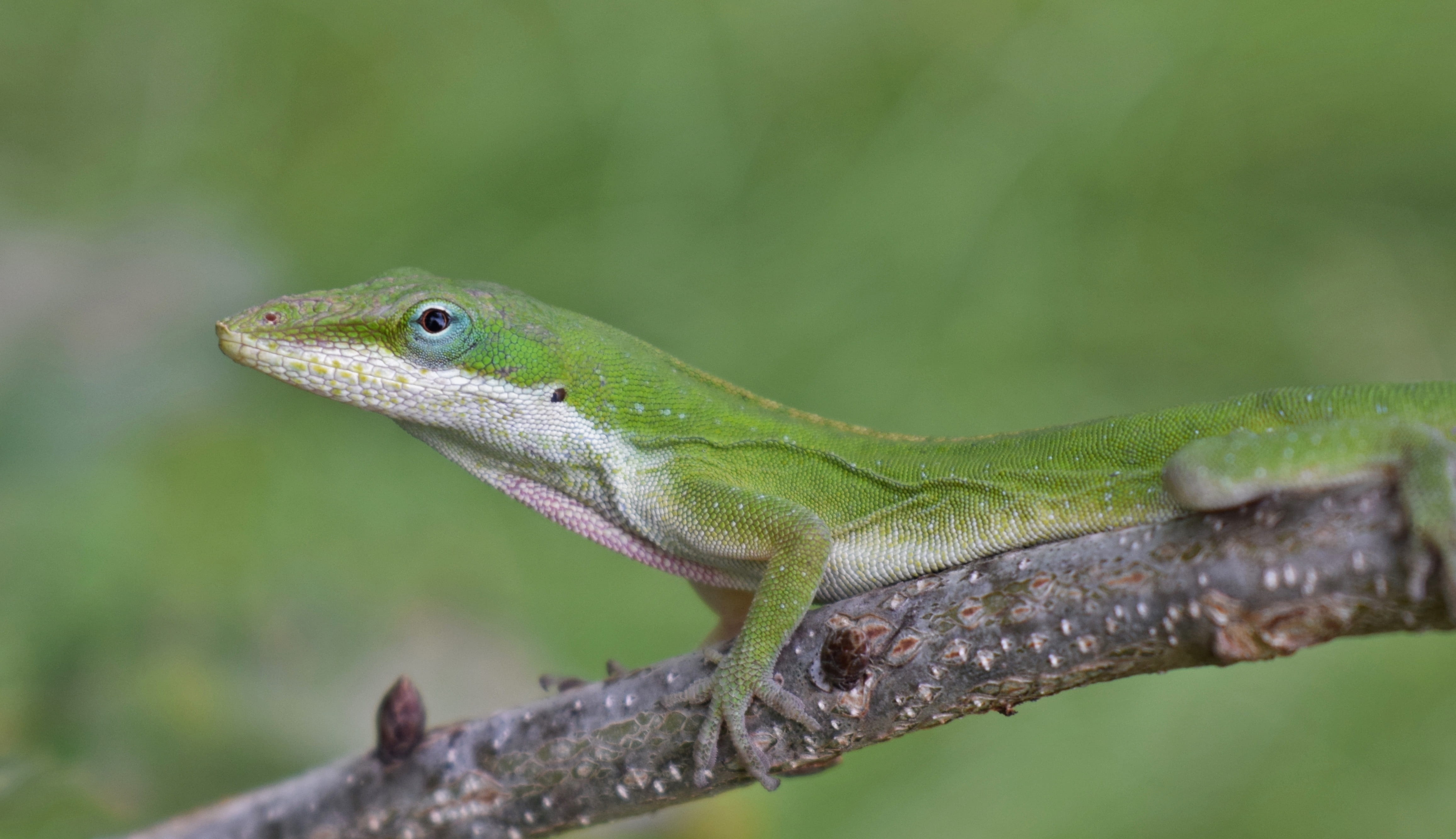animal body part, animal themes, animal scale, green, wildlife, outdoors, 4K, tree, twig, animal wildlife, branch, close-up, nature, no people, day, green lizard, HD Wallpaper