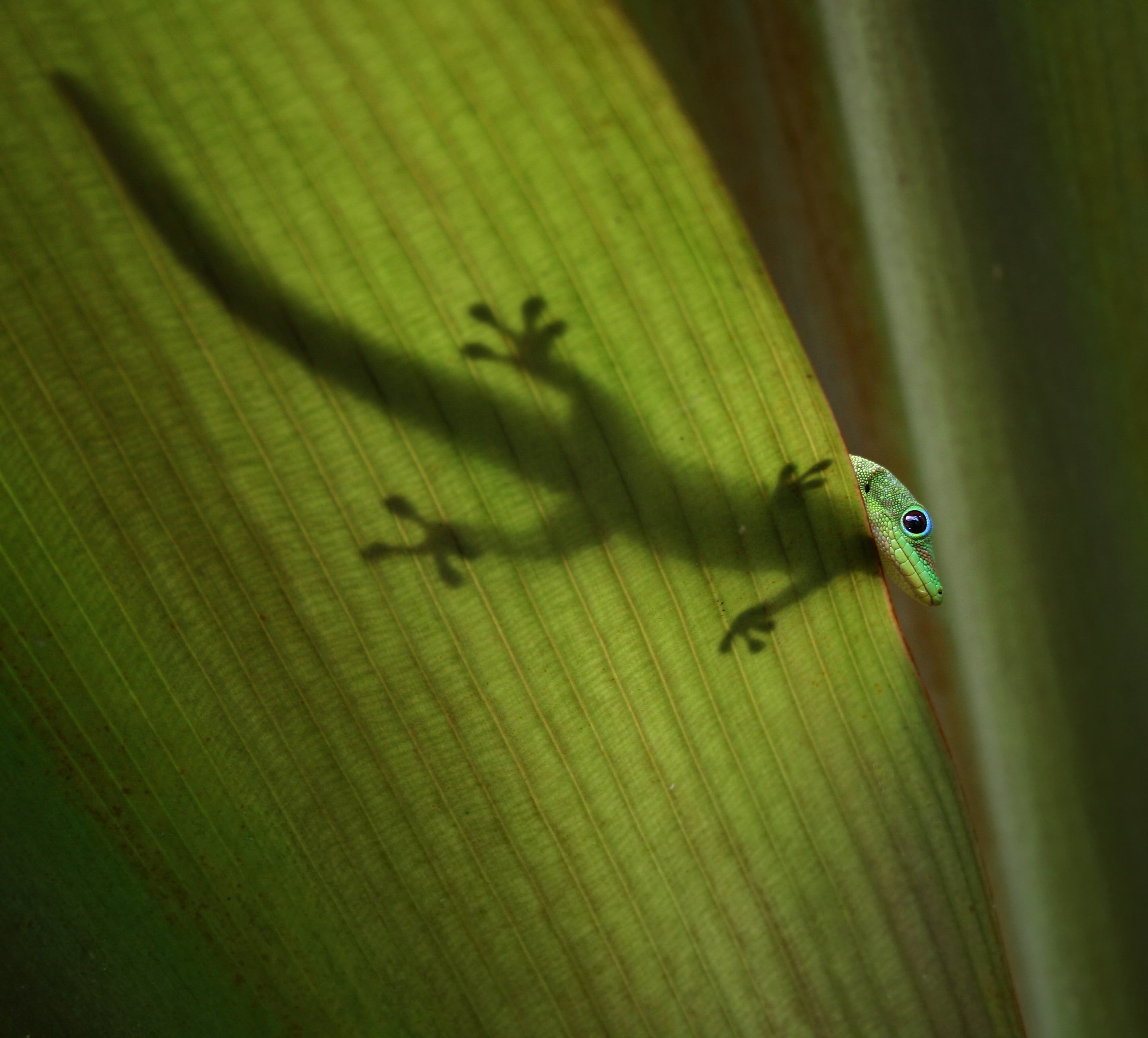 Reptiles, 2K, Green Anole, HD Wallpaper