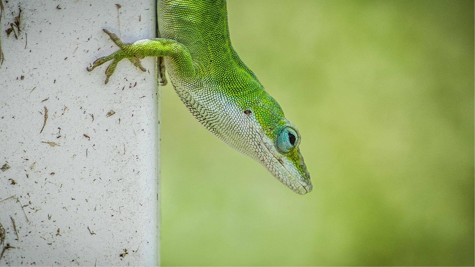 720P, Reptiles, Green Anole, HD Wallpaper