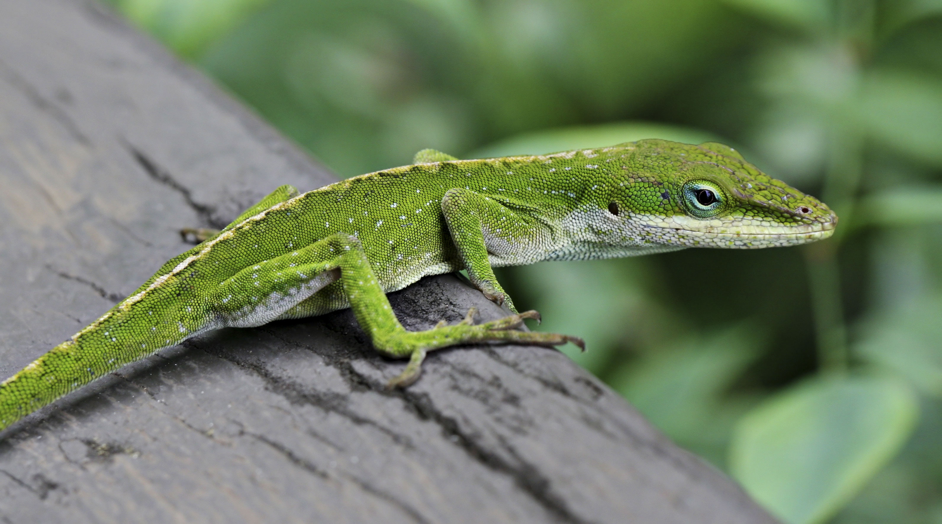 Lizard, Reptile, Anole, Reptiles, Animal, 2K, Green Anole, Green, HD Wallpaper