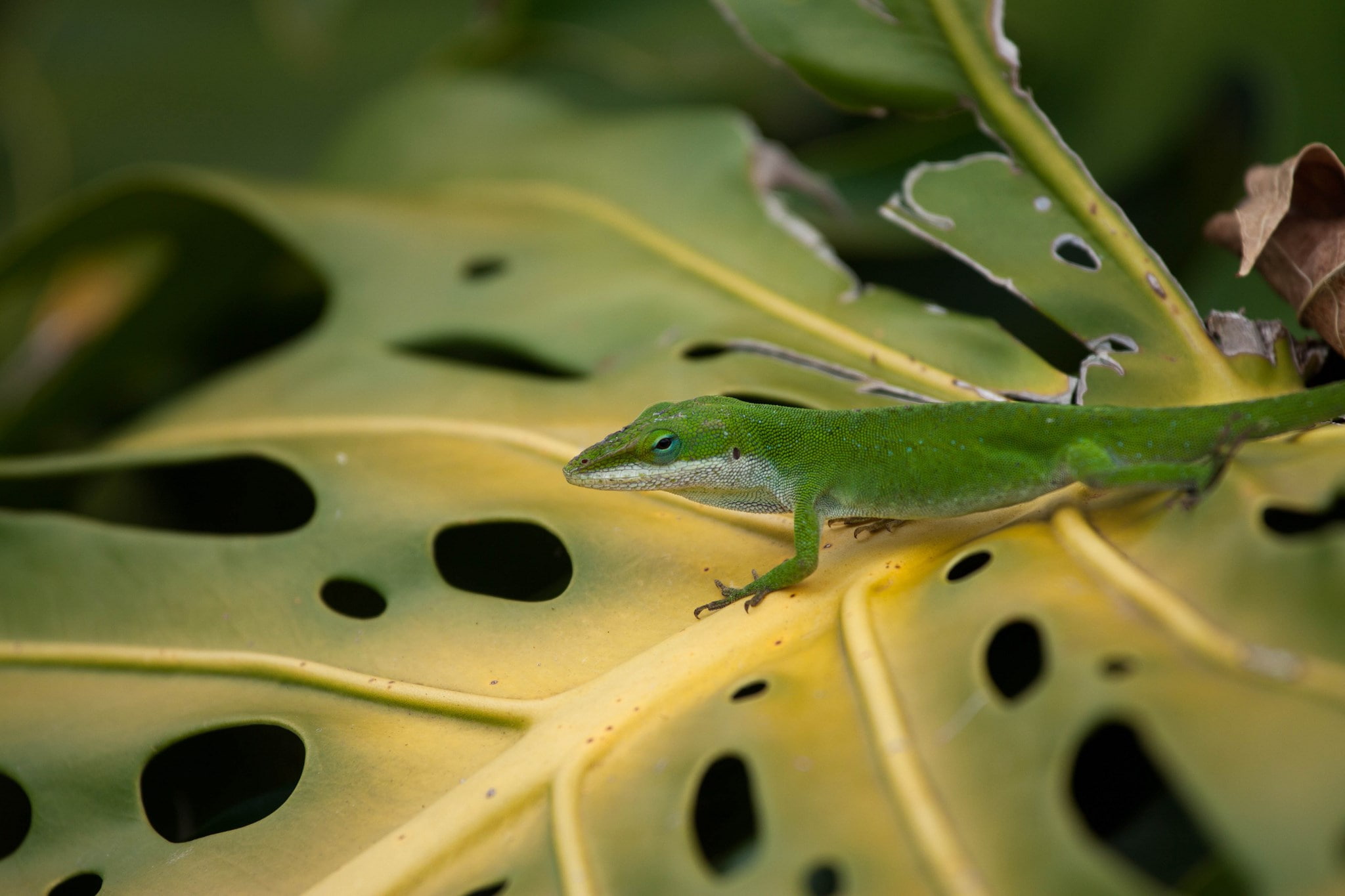 green anole, 1080P, HD Wallpaper