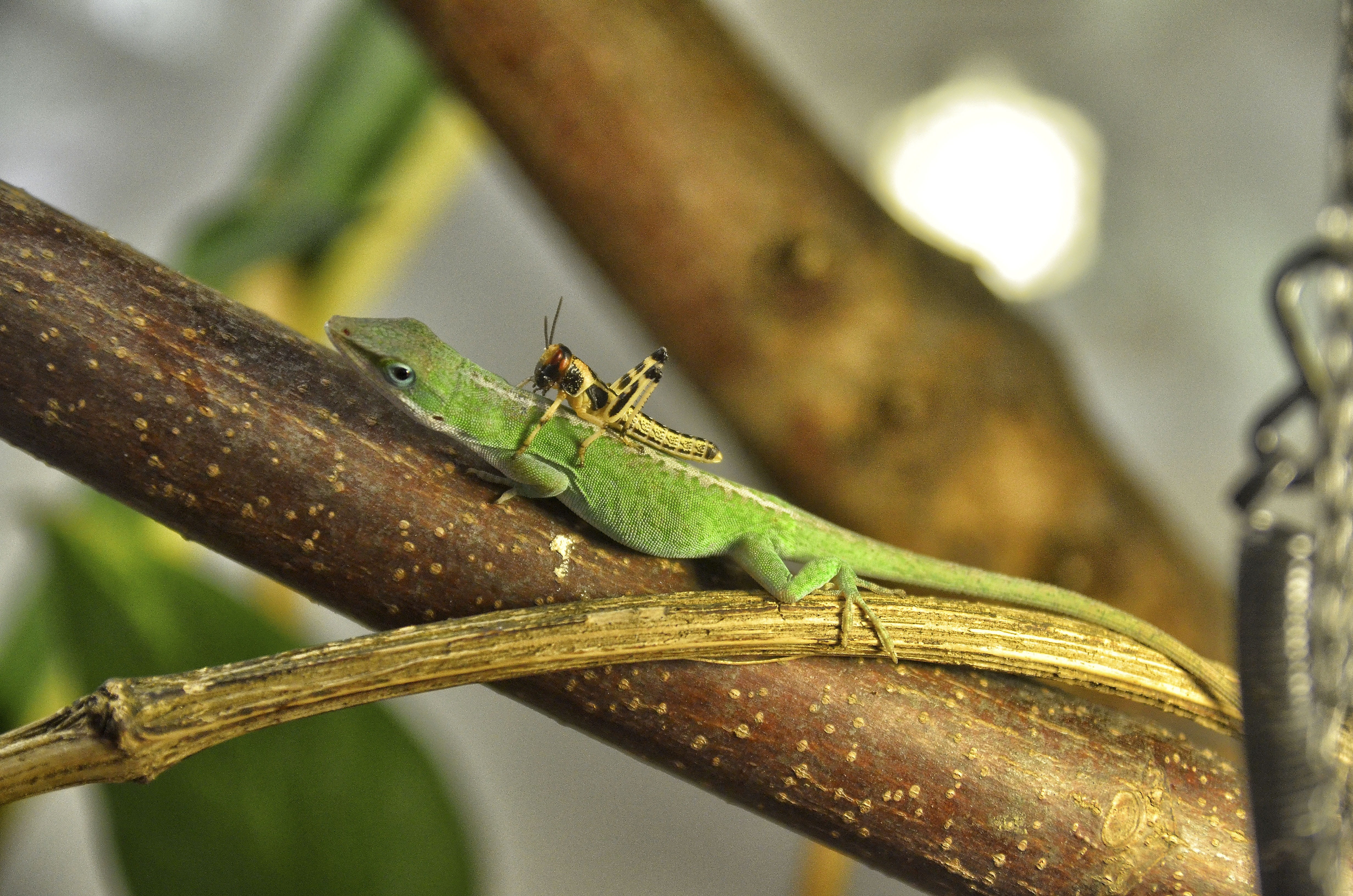 animal world, terrarium, selective focus, 4K, day, no people, Carolina Anole, animals in the wild, one animal, vertebrate, green color, anole, focus on foreground, HD Wallpaper