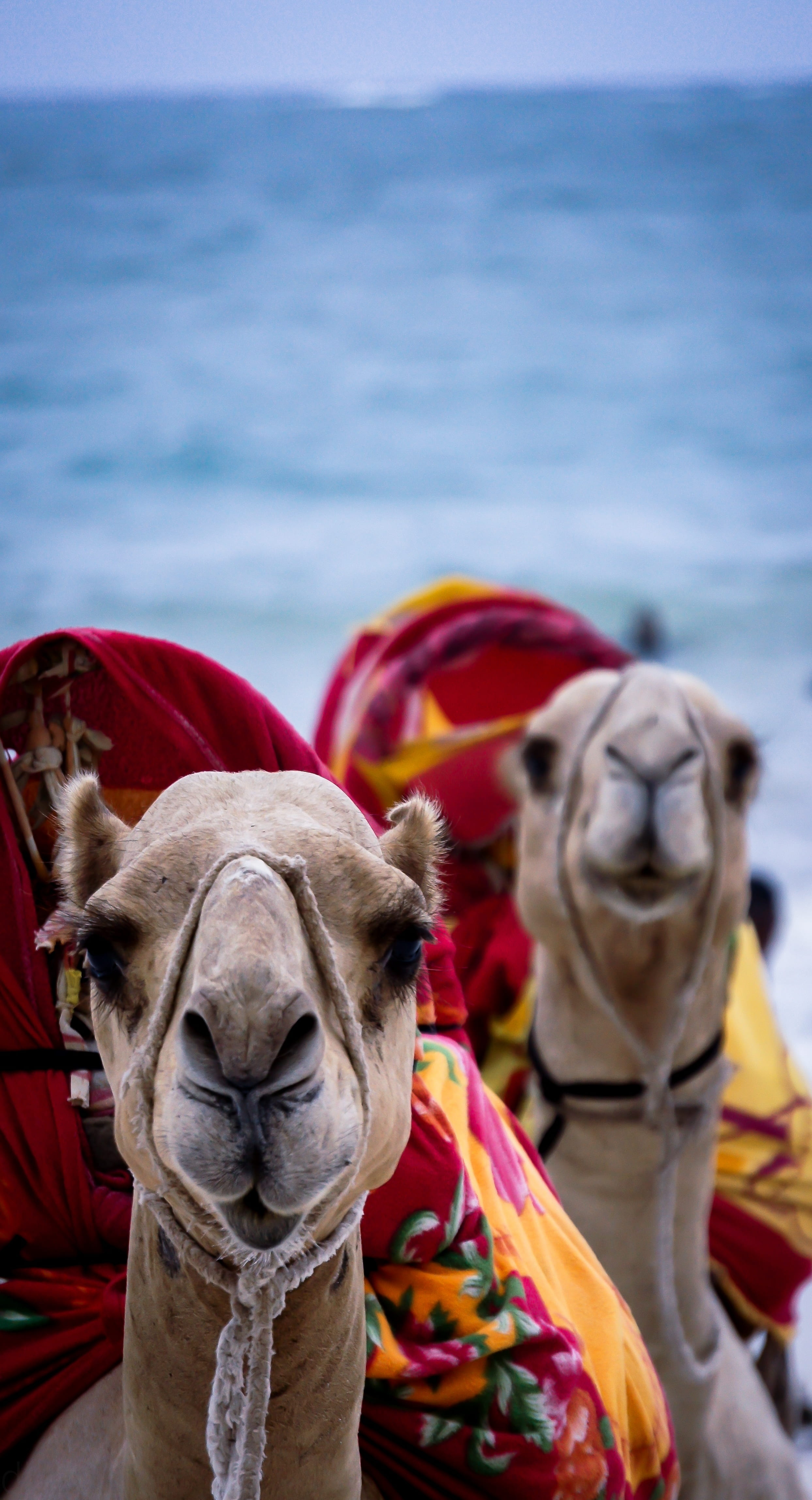 safari, domestic animals, close-up, animal head, day, vertebrate, one animal, clothing, outdoor, water, mombasa, domestic, outdoors, camel, beach, sightseeing, Phone HD Wallpaper