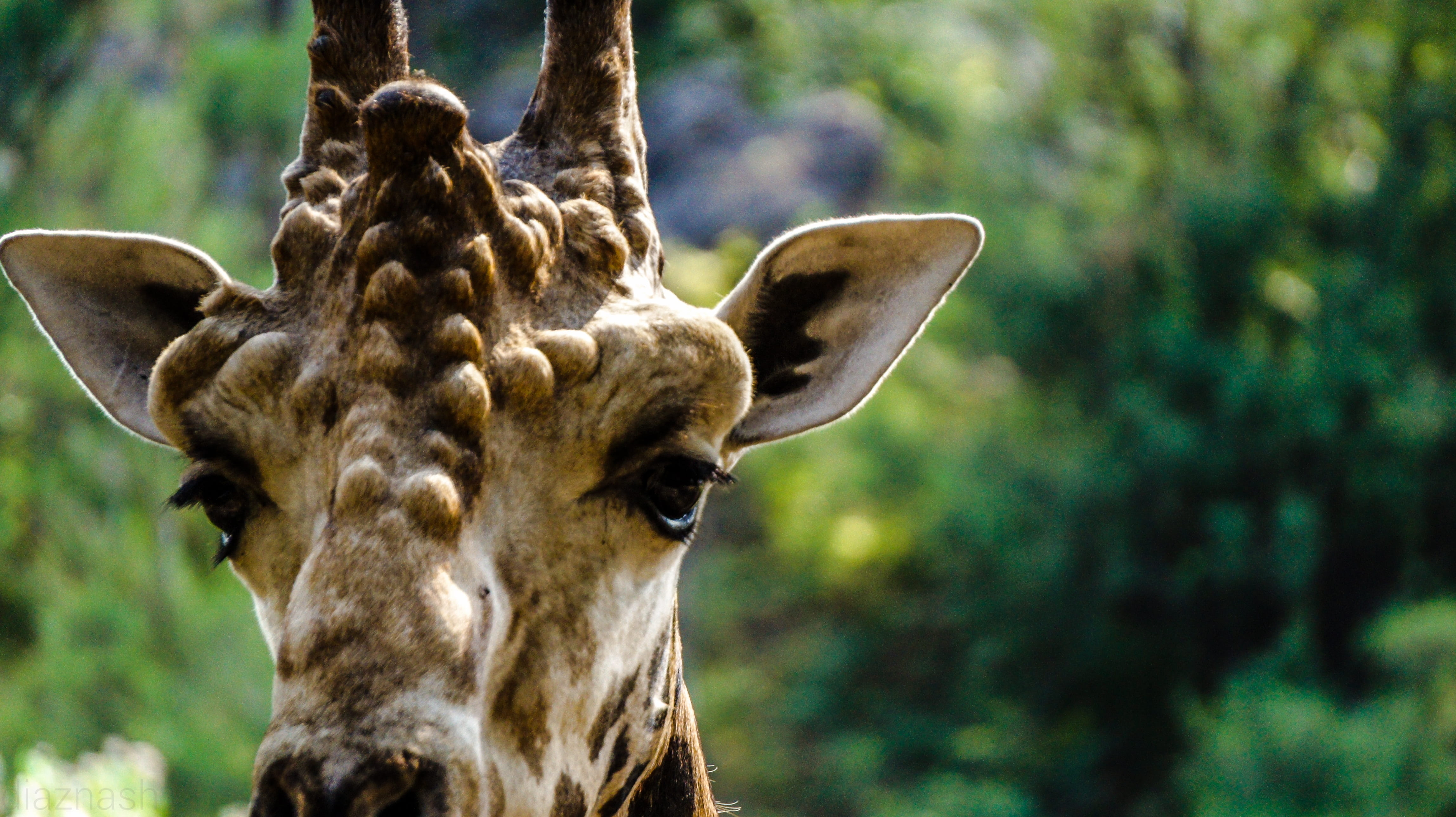 plant, face, tree, animal neck, safari, herbivorous, travel, head, wild, animal wildlife, one animal, africa, animal, animals in the wild, 4K, animal head, HD Wallpaper