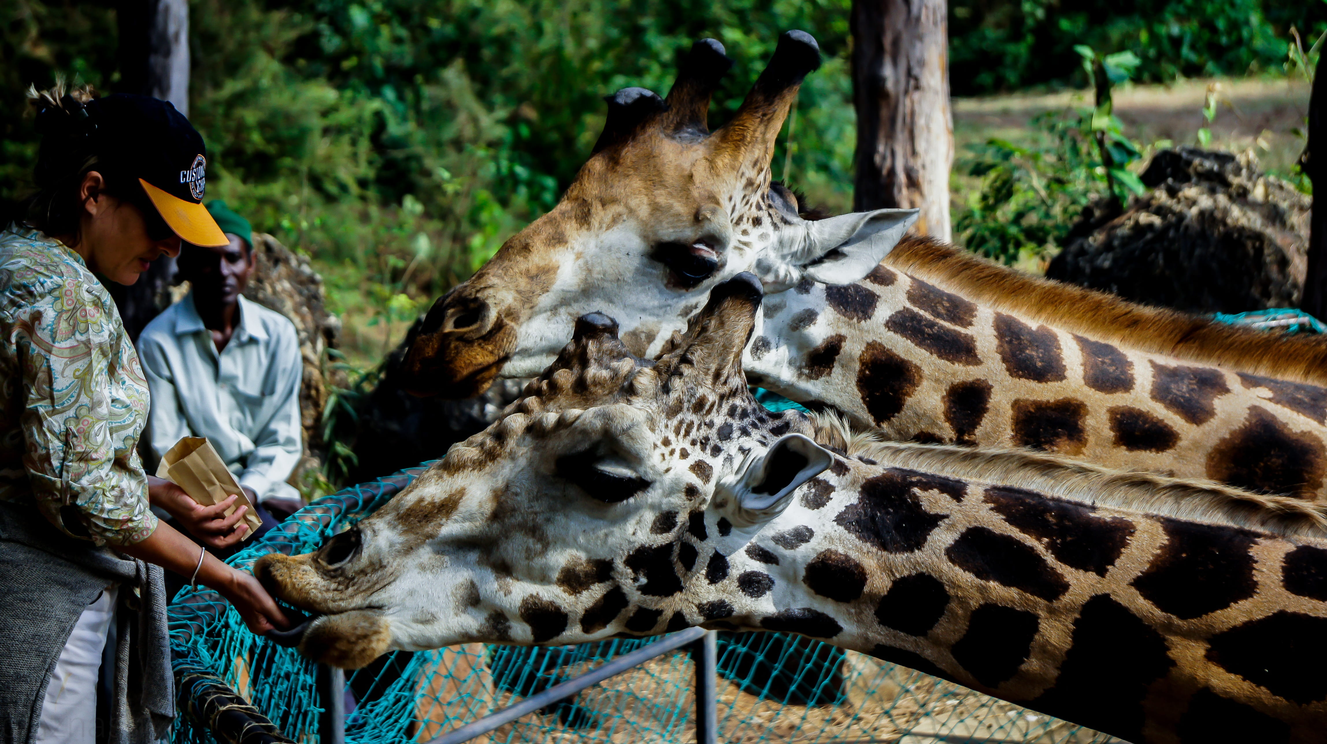 giraffe, animal themes, animal head, mammal, kenya, africa, group of animals, plant, tourism, mombasa, big cat, outdoor, vertebrate, outdoors, forest, tree, HD Wallpaper