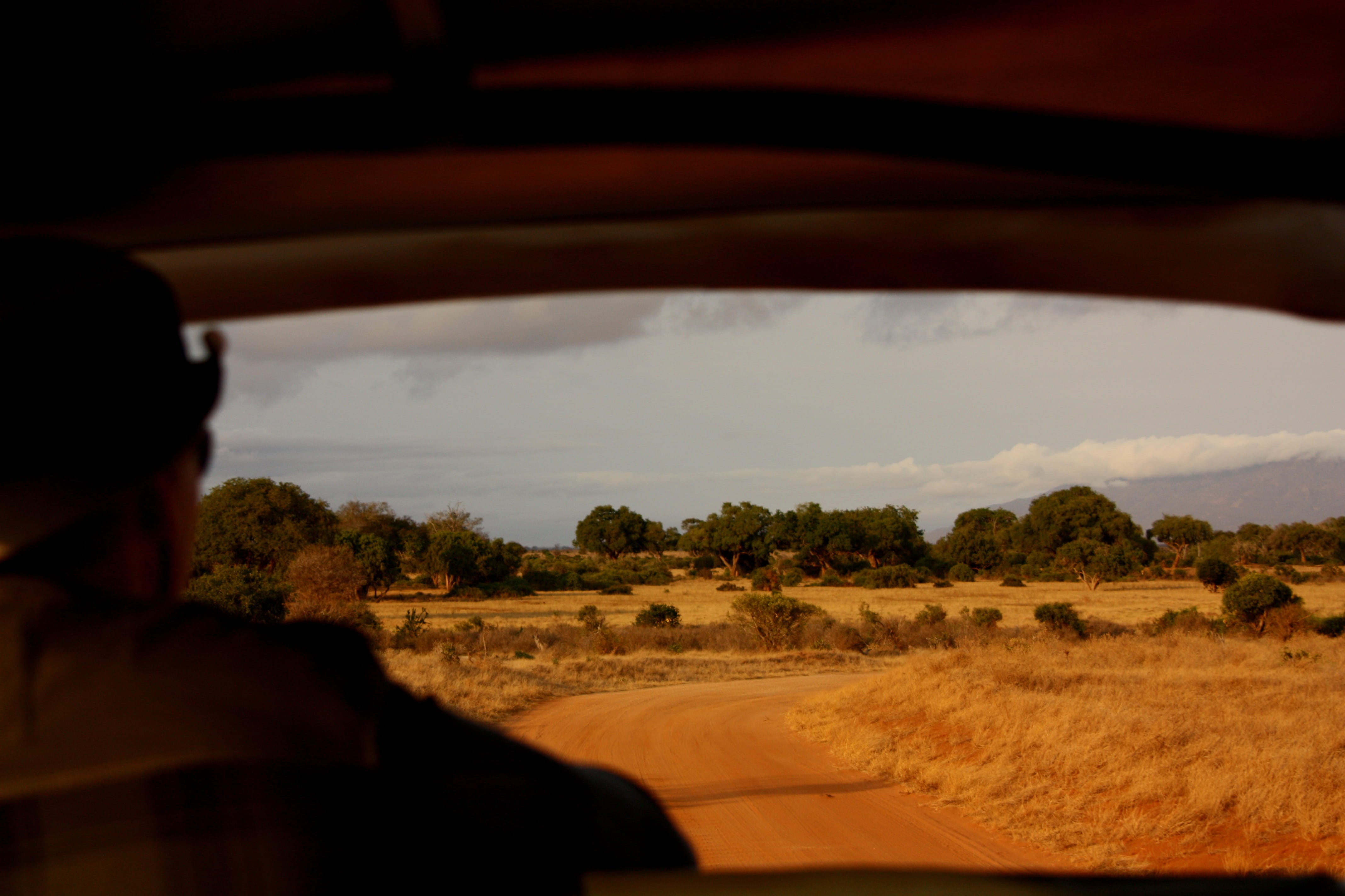tree, only men, Safari, vehicle interior, adult, sky, Window, kenya, transportation, outdoors, Landscape, car, hat, watching, nature, car interior, one man only, HD Wallpaper