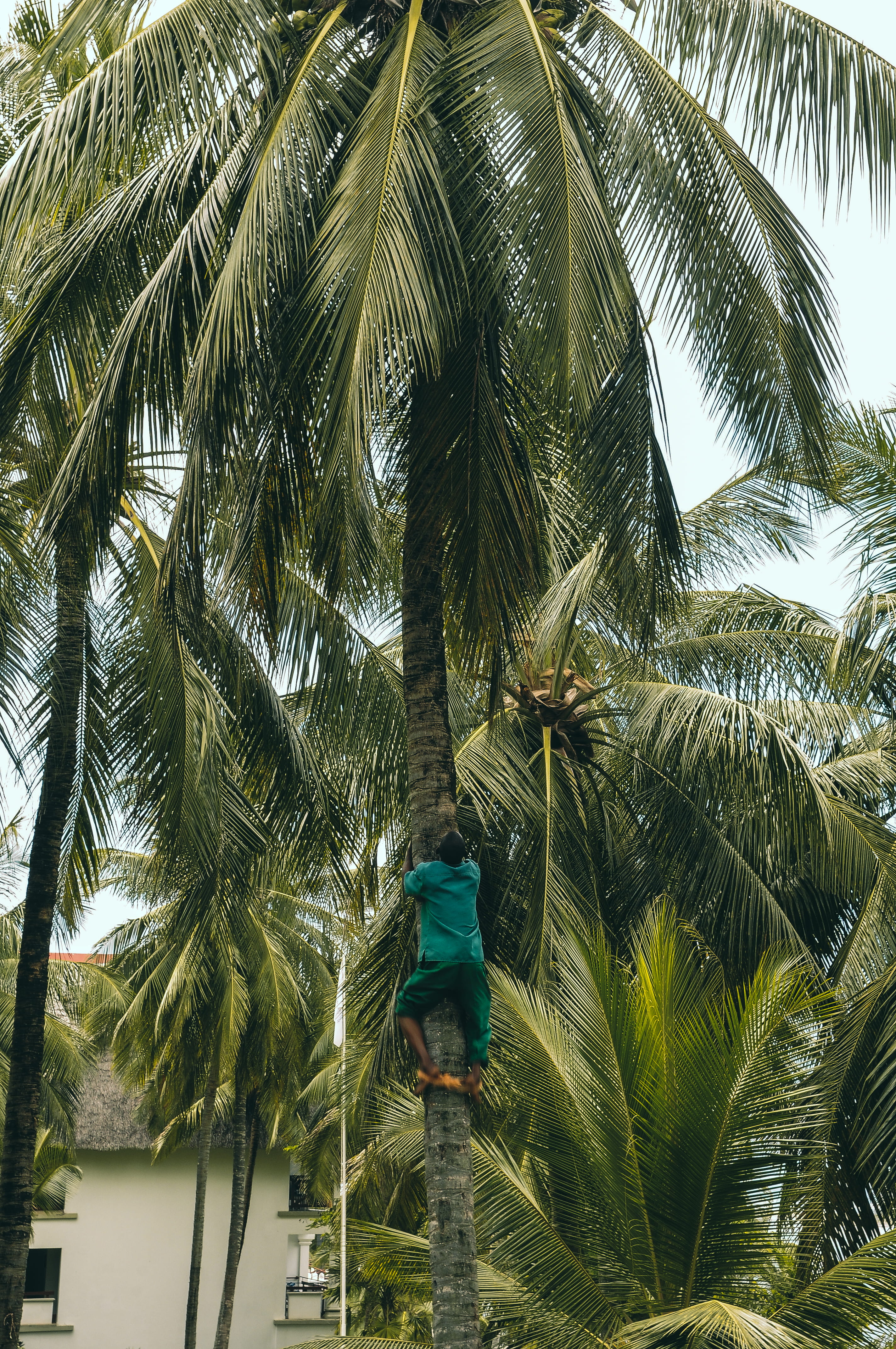 tropical climate, kenya, wedding vibes, mombasa, men, day, outdoors, walking, one person, leisure activity, leaf, low angle view, growth, plant, palm trees, Phone HD Wallpaper