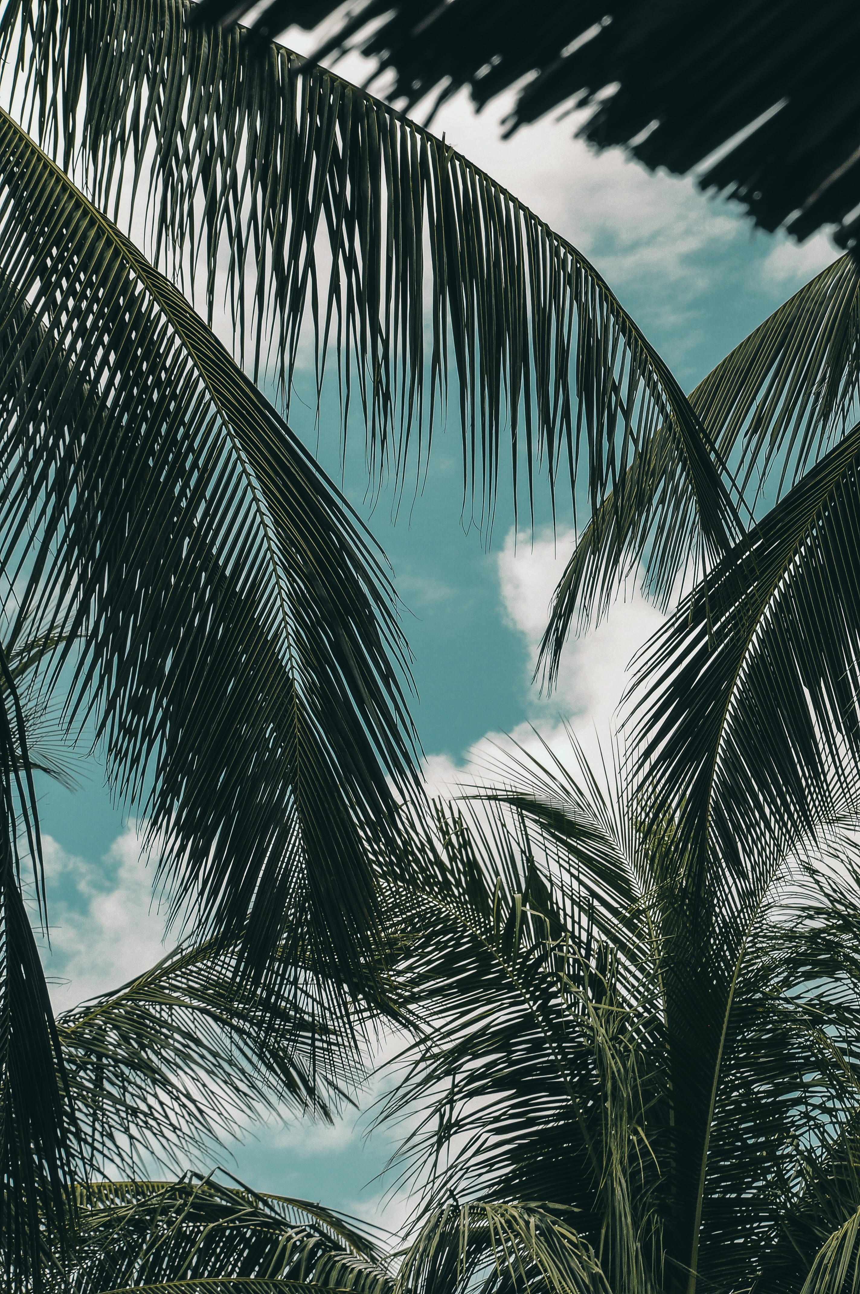 plant part, palm tree, tropical tree, low angle view, no people, outdoors, palms, weddingvibes, ocean, nature, beachweddings, blue skies, palm leaf, plant, Phone HD Wallpaper