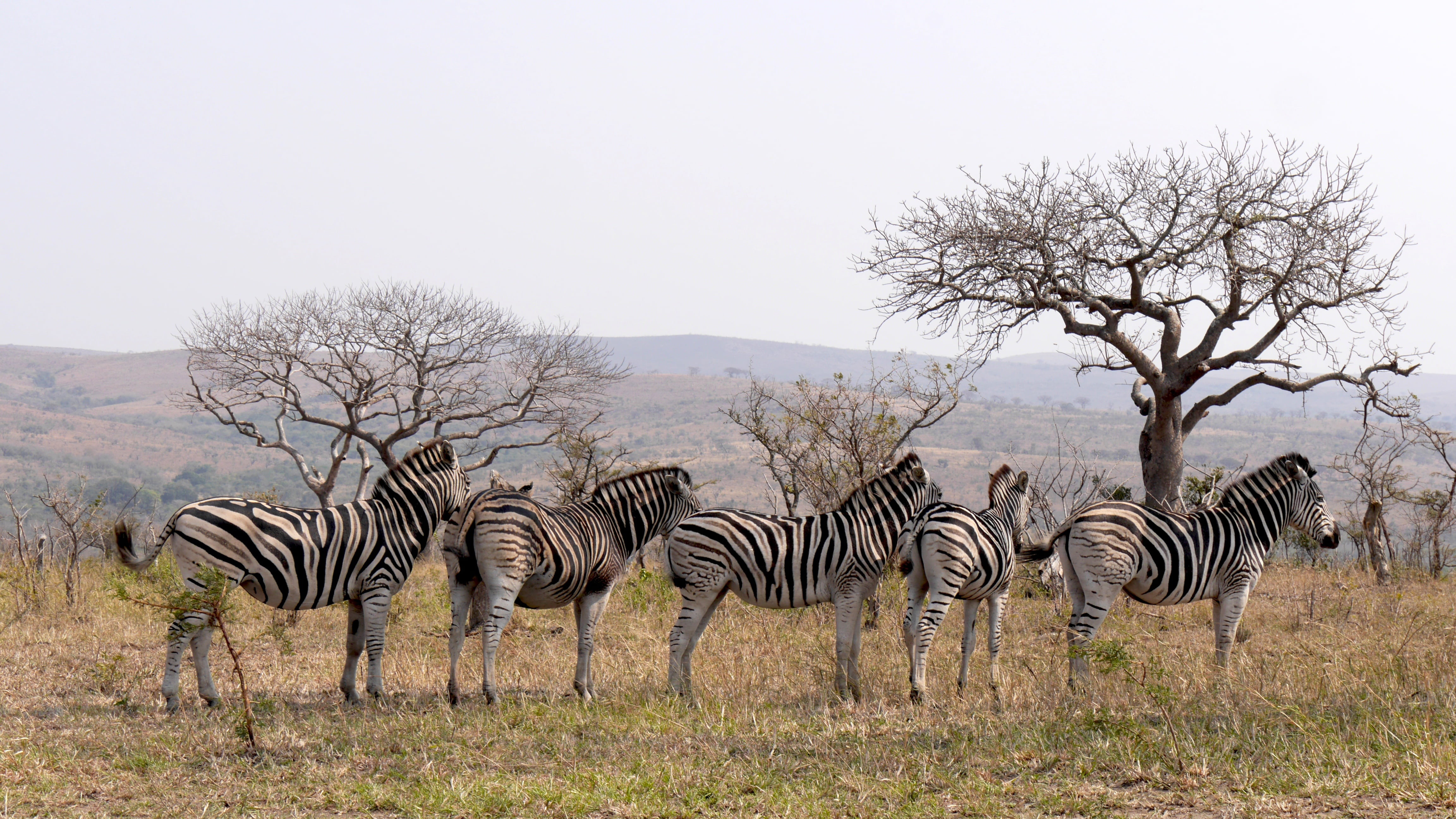 4K, standing, african elephant, animal wildlife, group of animals, mammal, white, plain, structure, tree, animals In The Wild, wildlife, striped, wilderness Area, HD Wallpaper