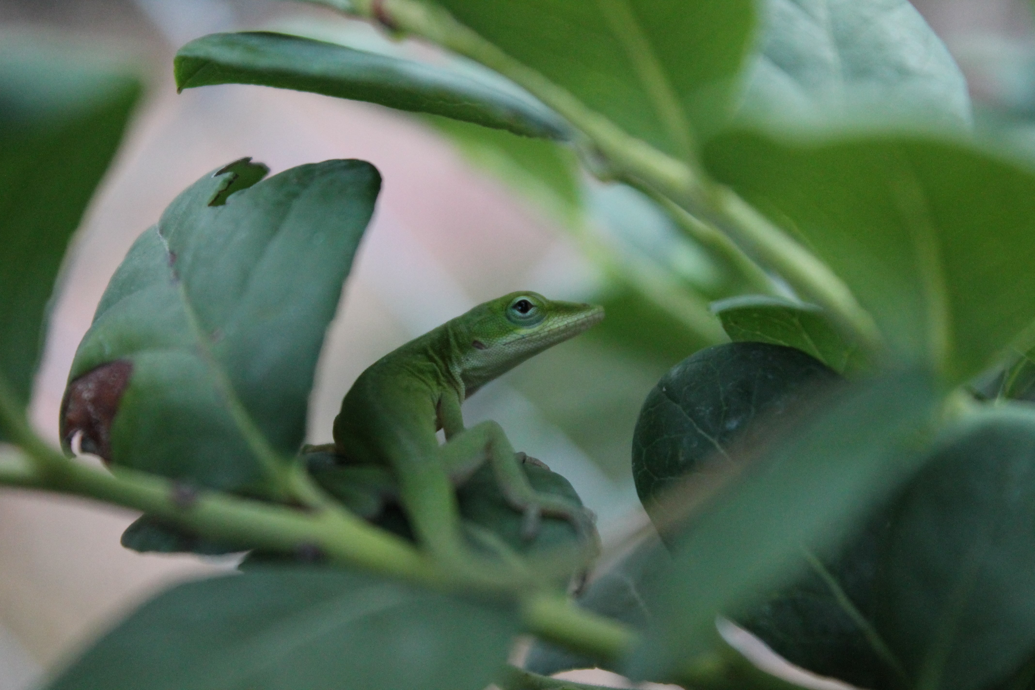 4K, green anole, HD Wallpaper