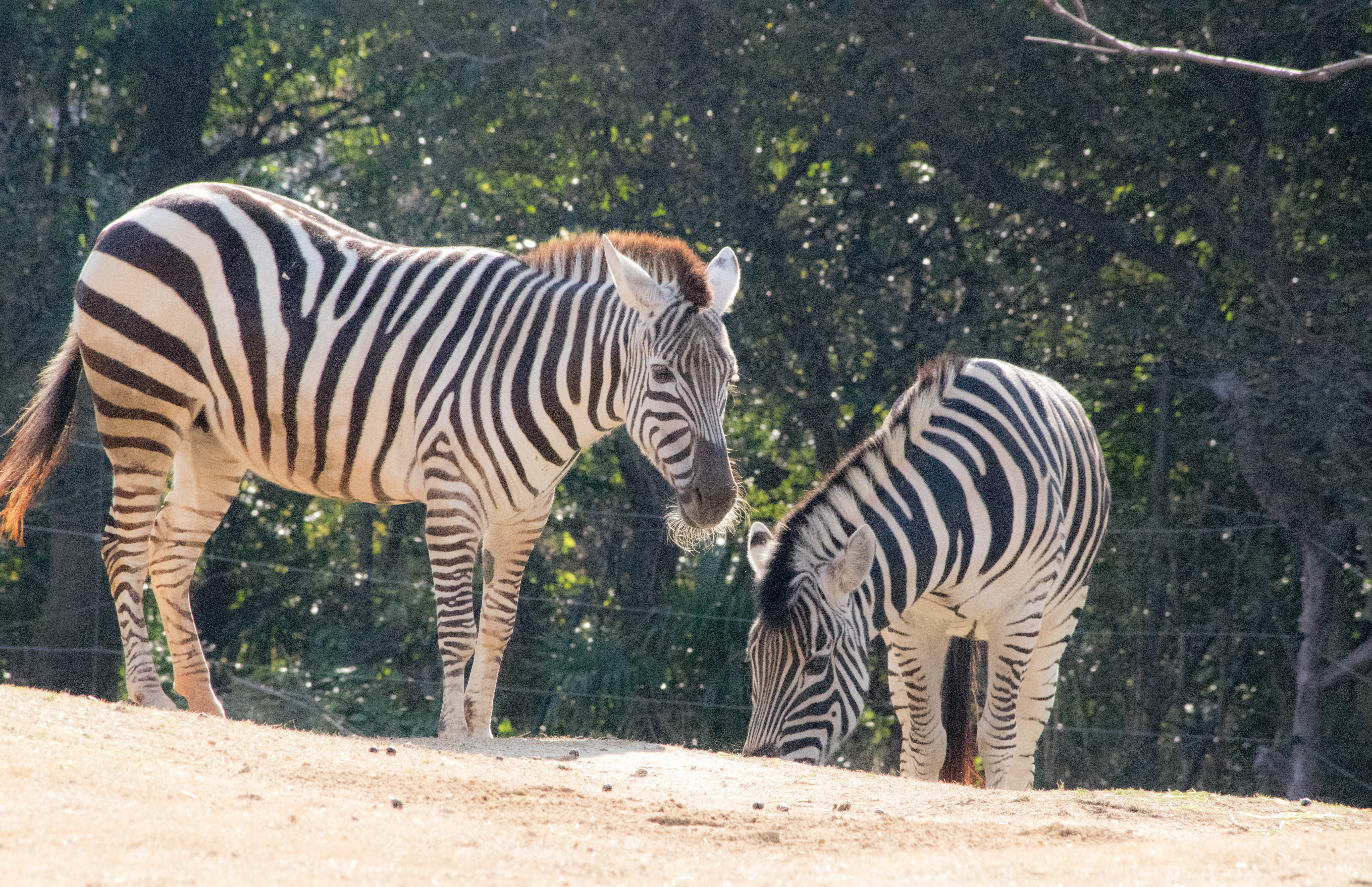 outdoors, day, vertebrate, two animals, herd, plant, zebra, wildlife, safari, wilderness Area, animal, black Color, national Park, tree, kenya, domestic animals, HD Wallpaper