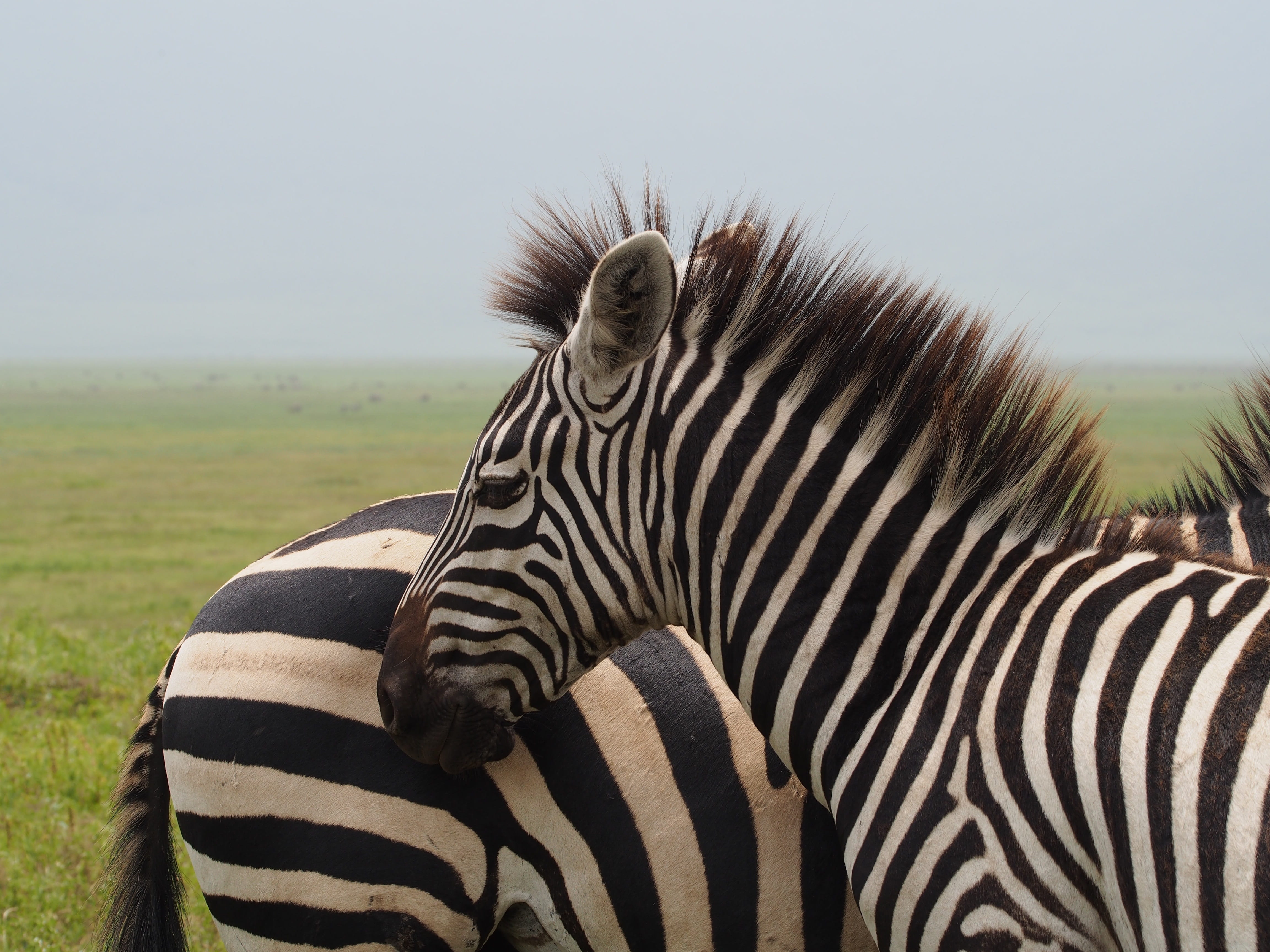 no people, tourism, head, one animal, domestic animals, mammal, black and white striped, vertebrate, green, stripes, grass field, outdoors, two, animal, HD Wallpaper