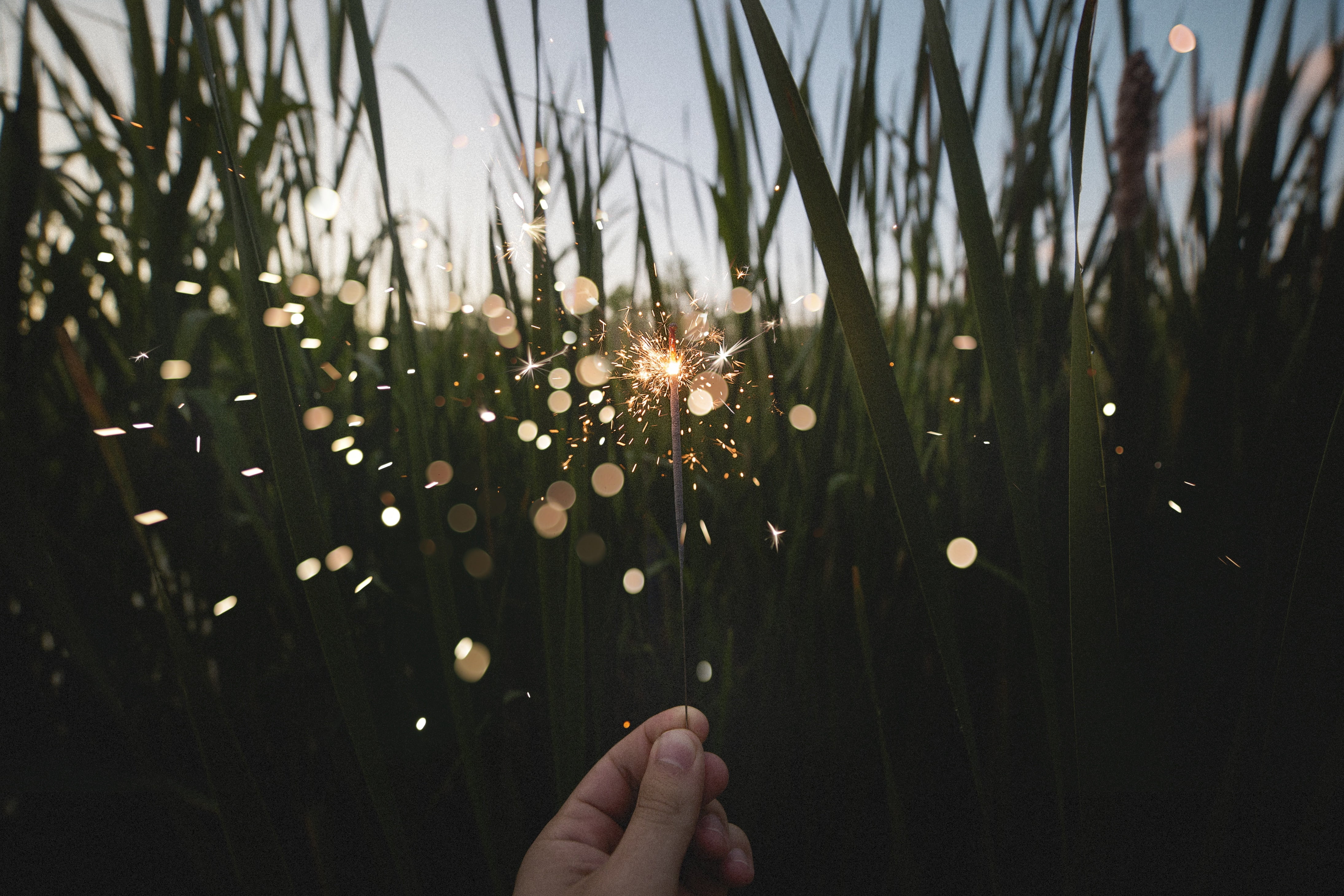 crackle, freshness, sparkle, near, close-up, human hand, leaves, land, sparklers, outdoors, holding, bokeh, hand, green, stick, focus on foreground, grass, HD Wallpaper