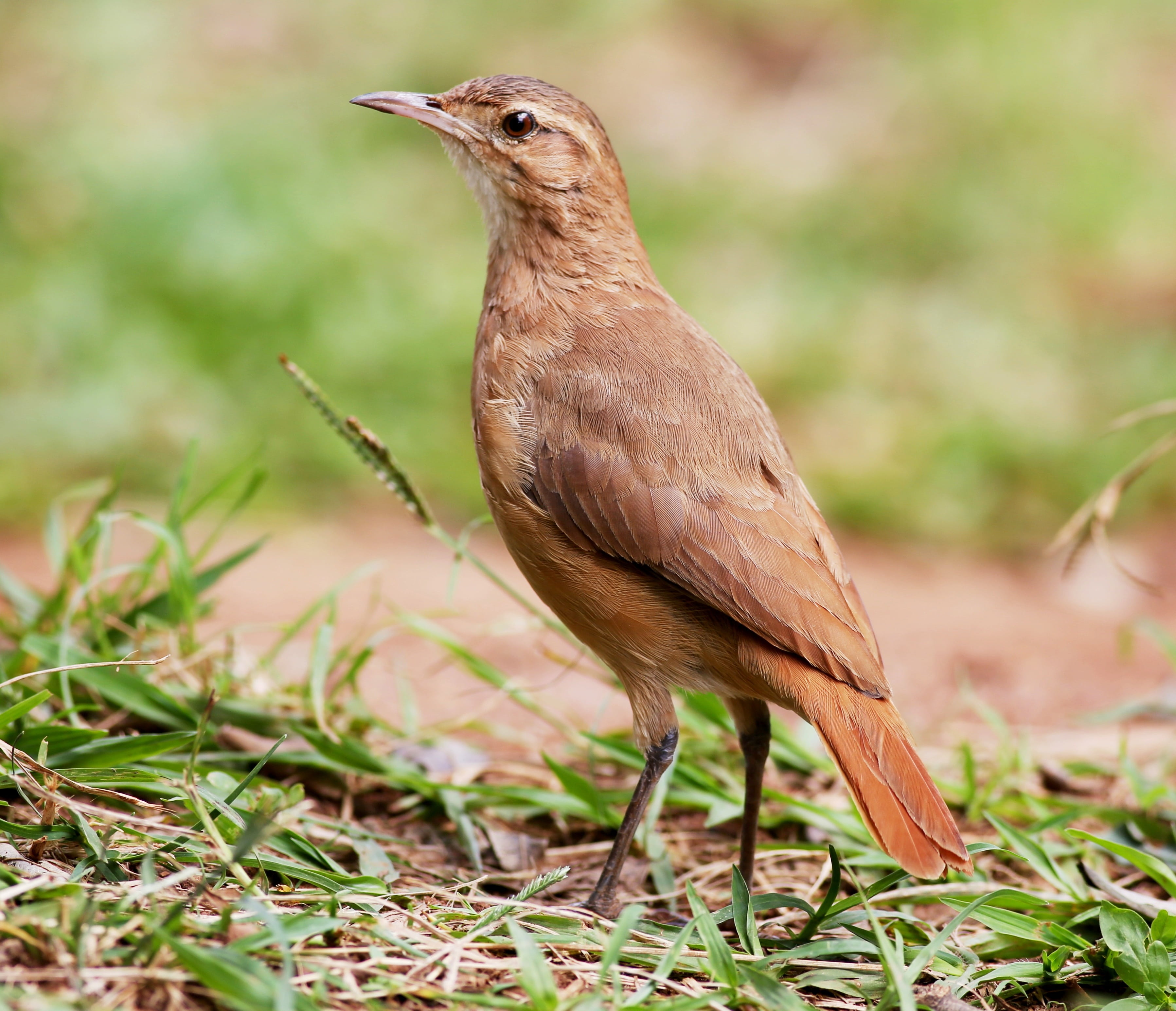 on the floor, field, 2K, nature, tropical bird, perching, looking, beak, john clay, animal themes, wildlife, animal wildlife, birdie, vertebrate, one animal, HD Wallpaper