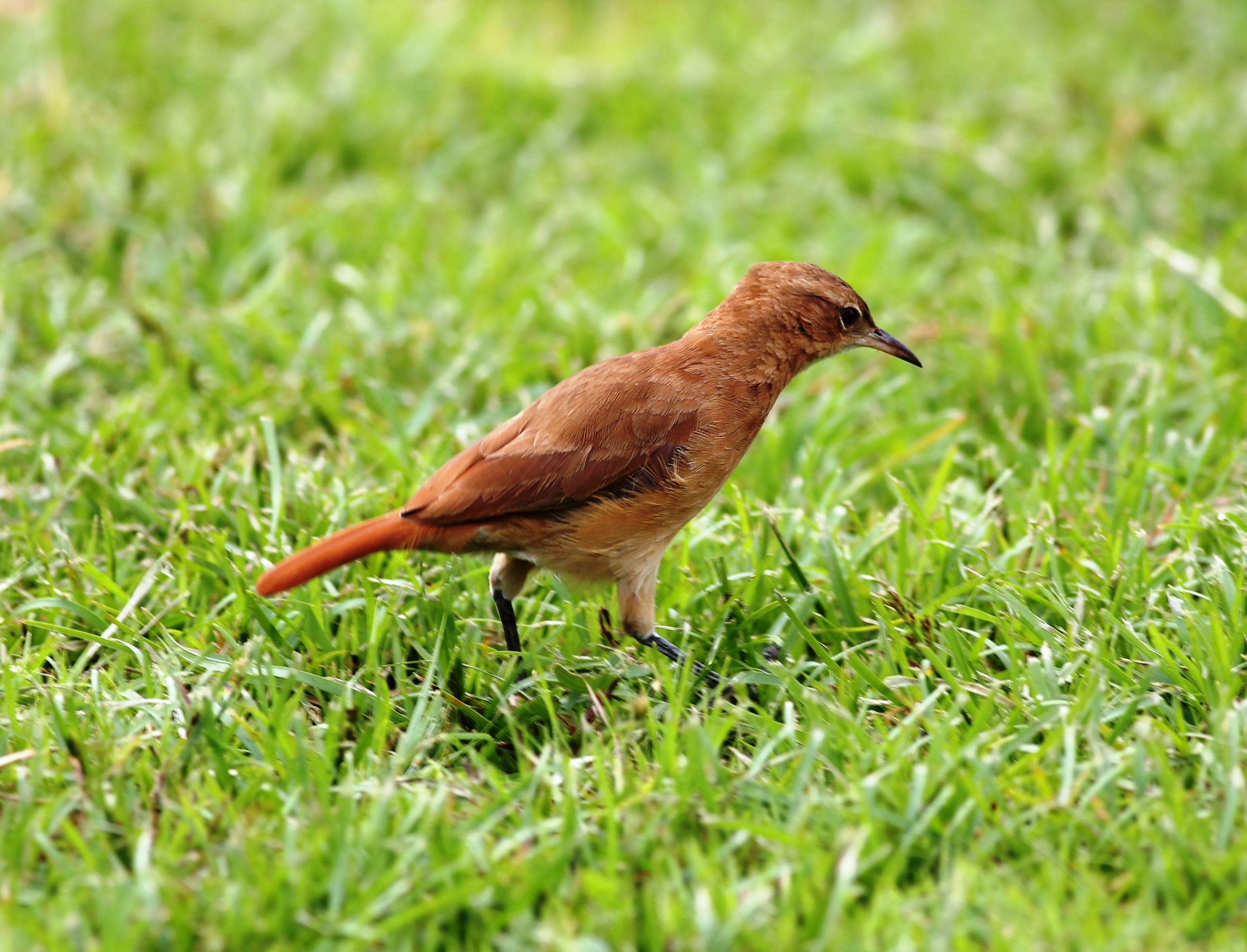 one animal, animals in the wild, john clay, on the floor, animal themes, grass, brazilian, tropical bird, field, vertebrate, land, 2K, brown, day, growth, HD Wallpaper