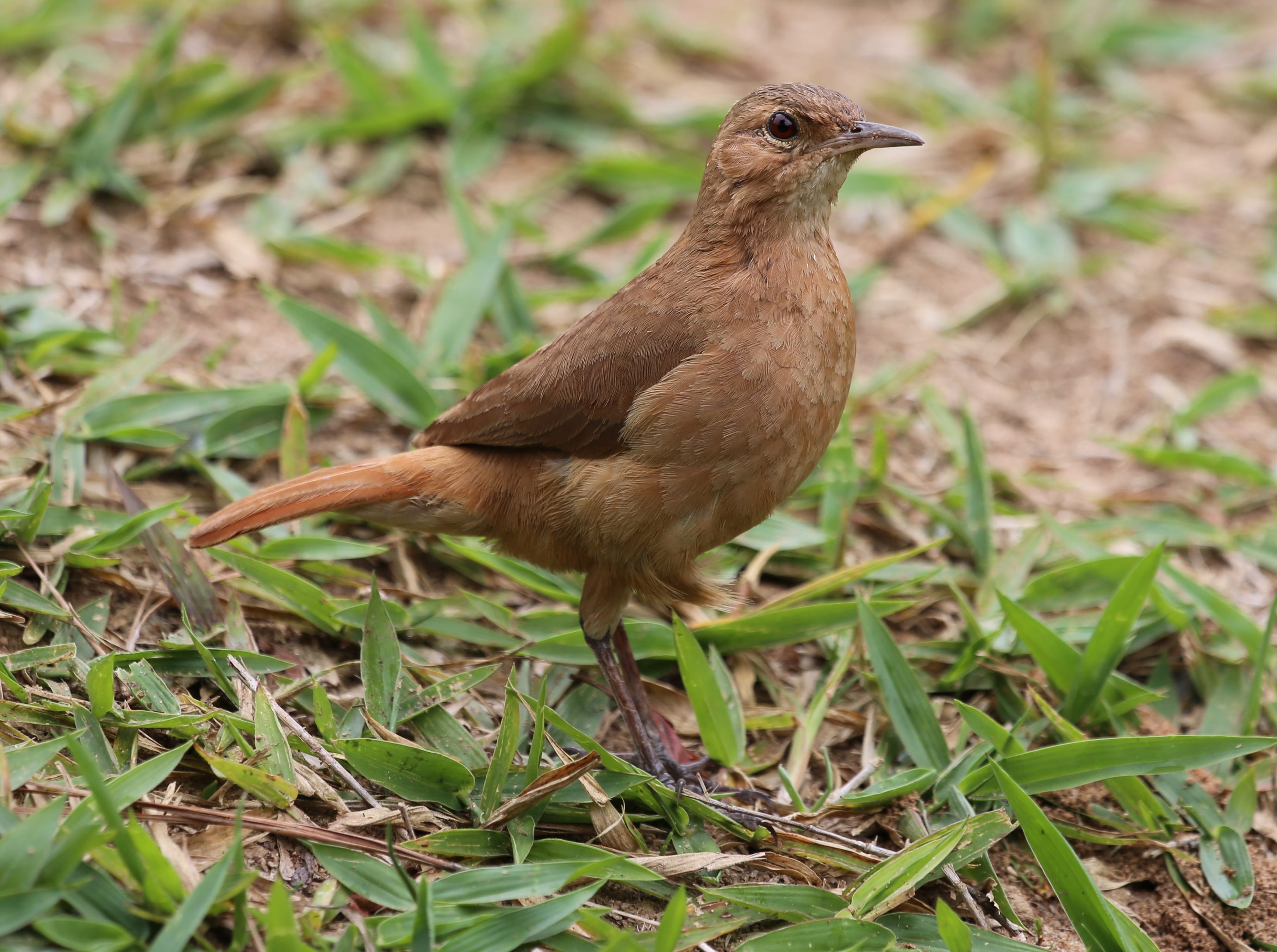 field, animal wildlife, plant, animal, outdoors, plant part, bird, grass, one animal, on the floor, animals in the wild, 2K, birdie, brazilian, land, full length, HD Wallpaper
