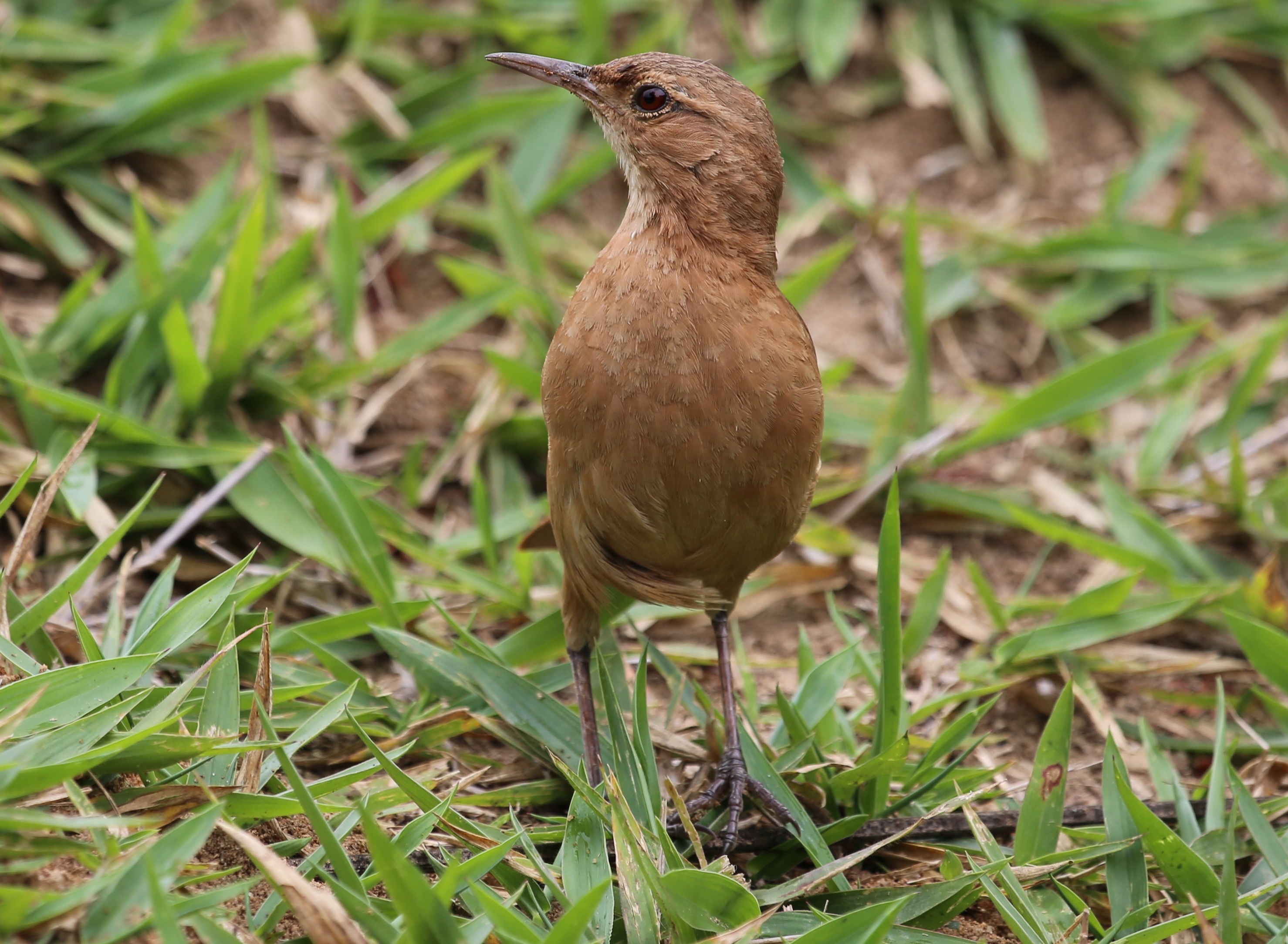 looking for food, birdie, land, outdoors, on the floor, nature, grass, green color, close-up, day, vertebrate, looking, tropical bird, perching, john clay, HD Wallpaper