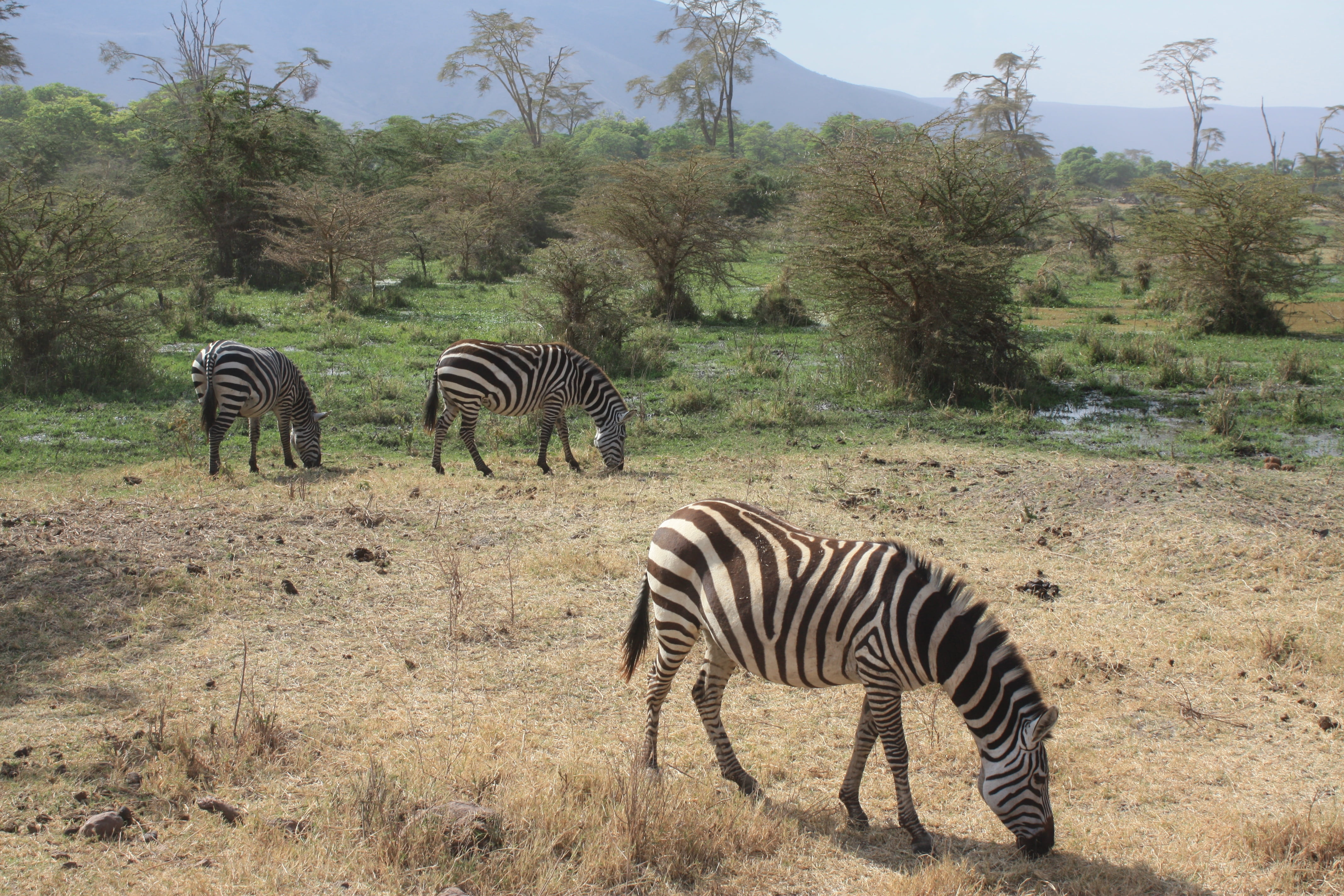 safari Animals, wilderness Area, herd, animal family, steppe, nature, tree, mammal, national Park, black and white, 4K, outdoors, strips, safari, no people, HD Wallpaper