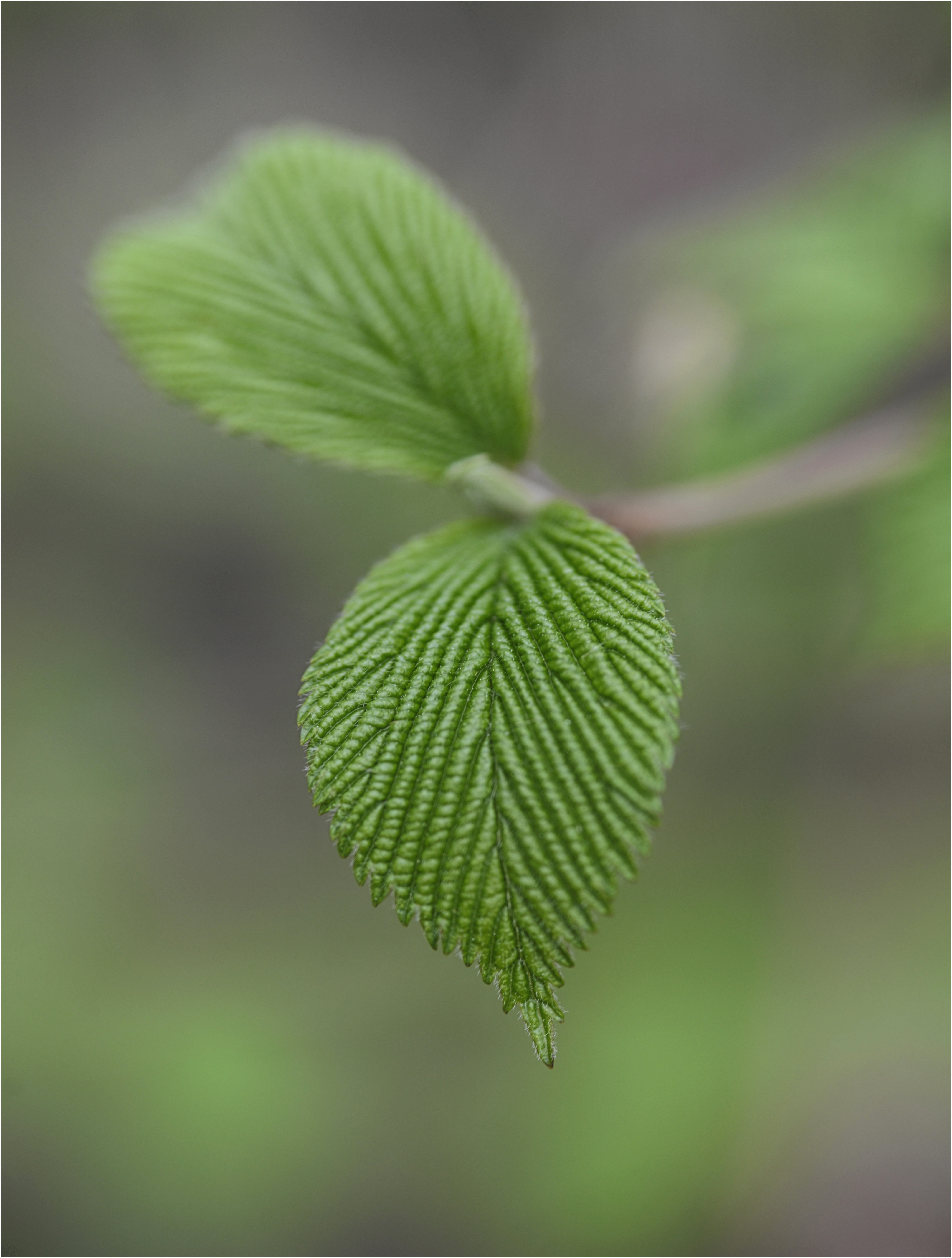 soledad, botany, beginnings, close-up, plant part, autumn, freshness, growth, leaf vein, color, tranquility, green color, day, texture, nature, leaves, Phone HD Wallpaper