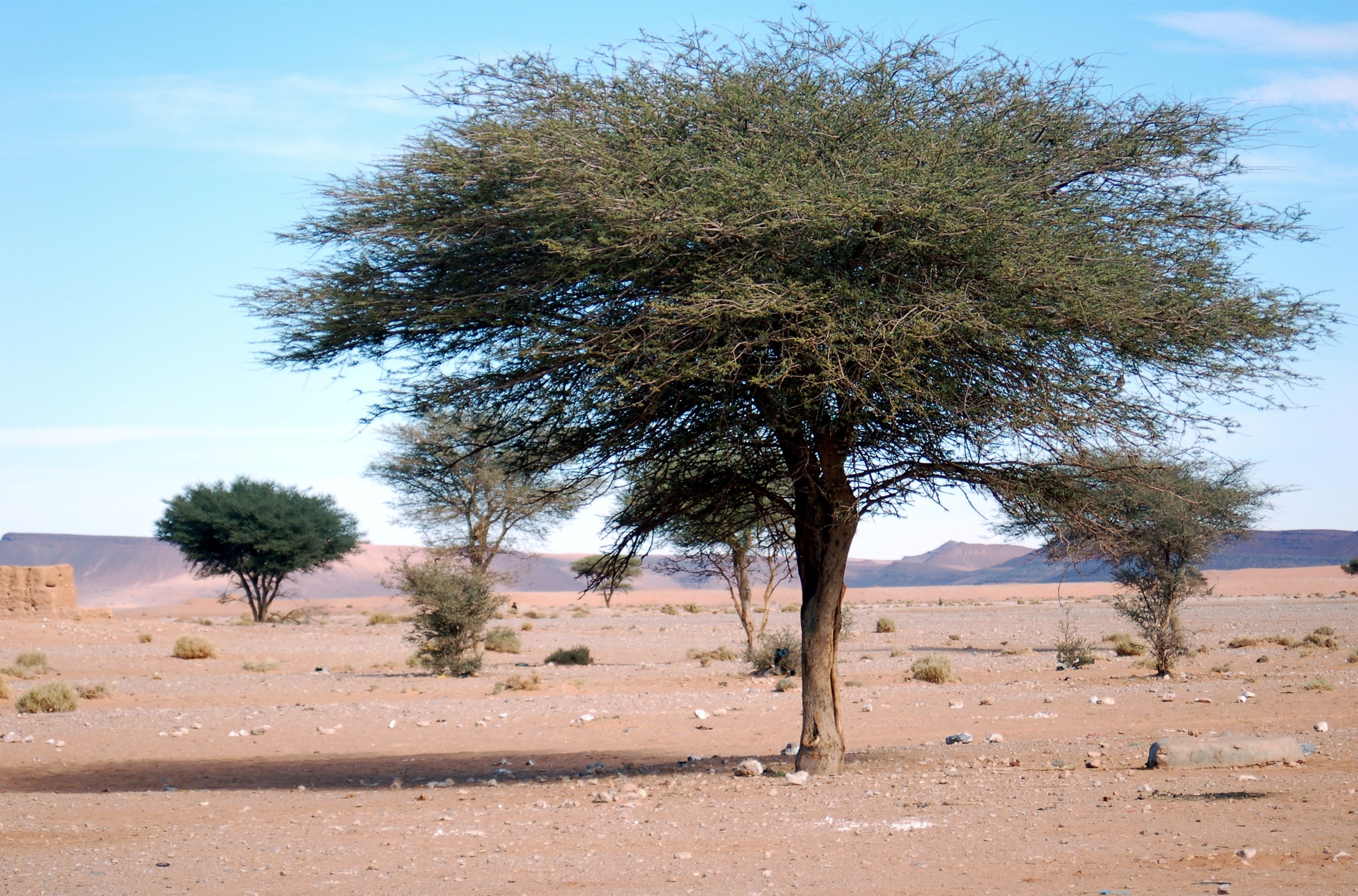 peaceful, tranquil scene, art, dry, land, outdoors, environment, day, scenics - nature, non-urban scene, tree, arid climate, trees, climate, sand, tranquility, HD Wallpaper