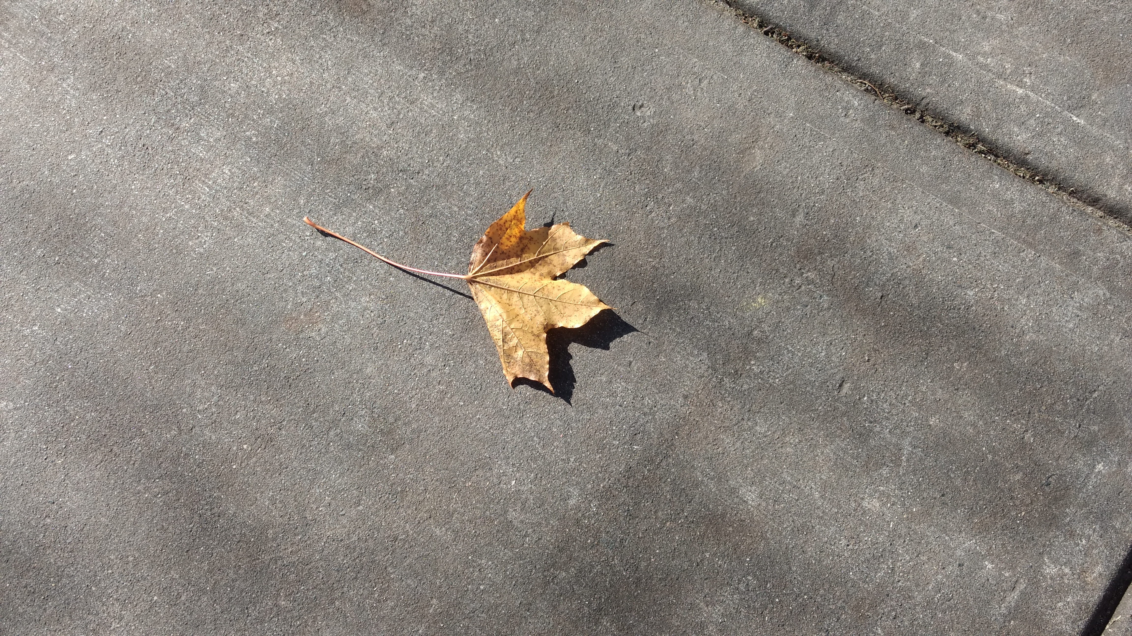 directly above, plant part, insect, otoño, asphalt, high angle view, vulnerability, autumn, change, day, leaf, street, plant, sidewalk, tristeza, road, HD Wallpaper
