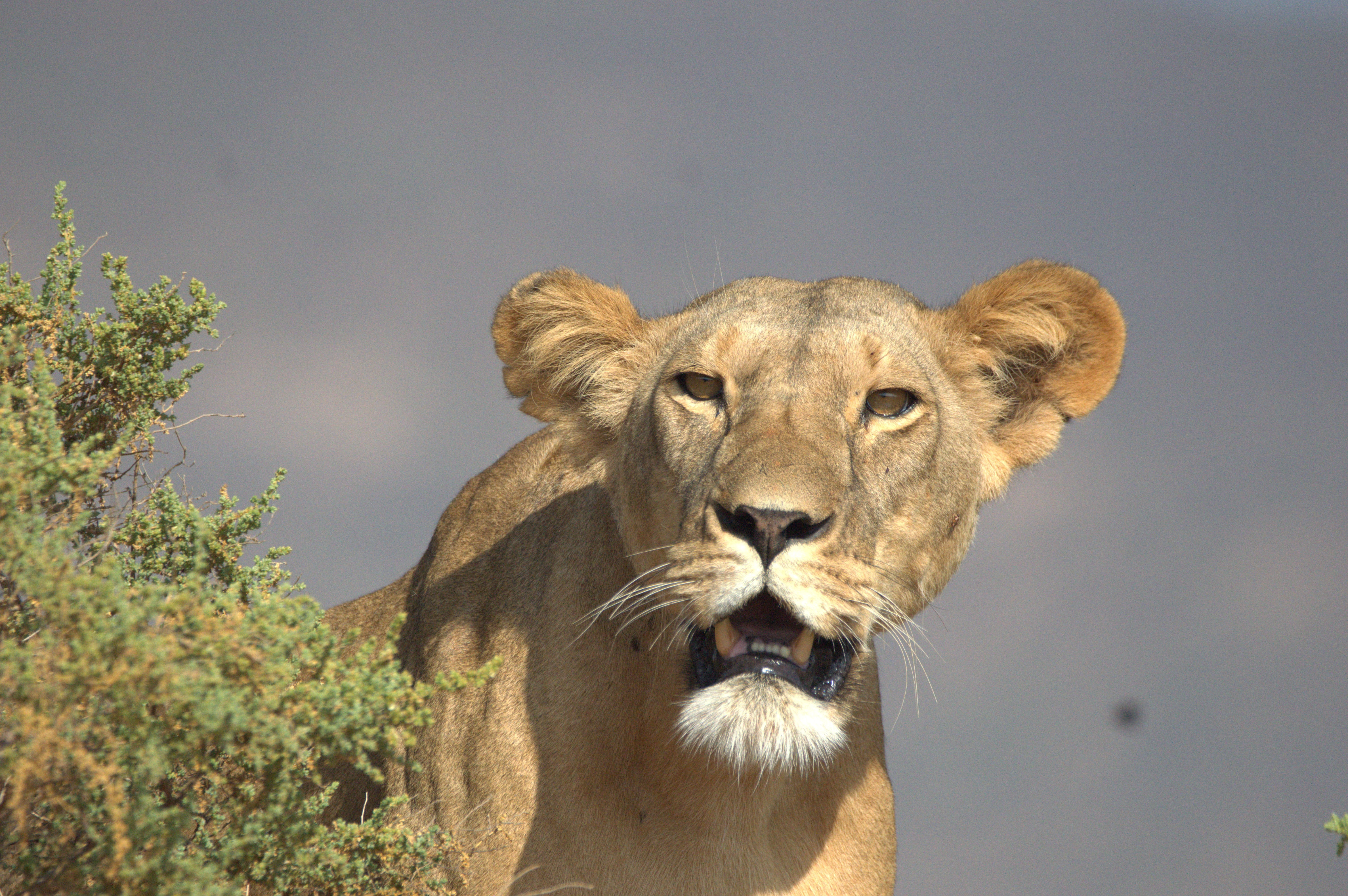 safari, female animal, big cat, no people, animal body part, vertebrate, wilderness, aggression, nature, animal head, carnivore, feline, lion - feline, HD Wallpaper