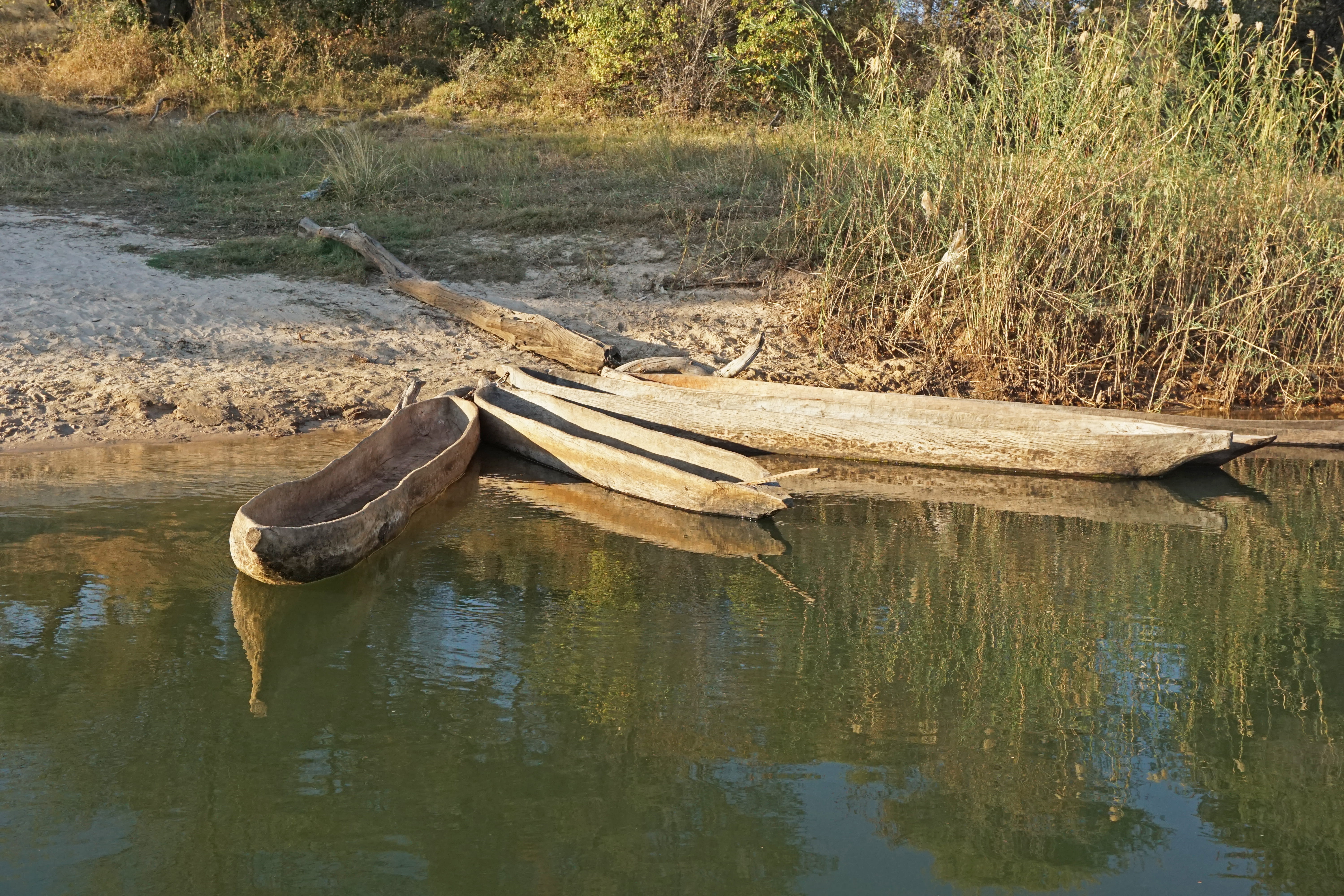 grass, wood - material, beauty in nature, driftwood, outdoors, waterfront, no people, namibia, nature, animal themes, lake, reflection, africa, animal, HD Wallpaper