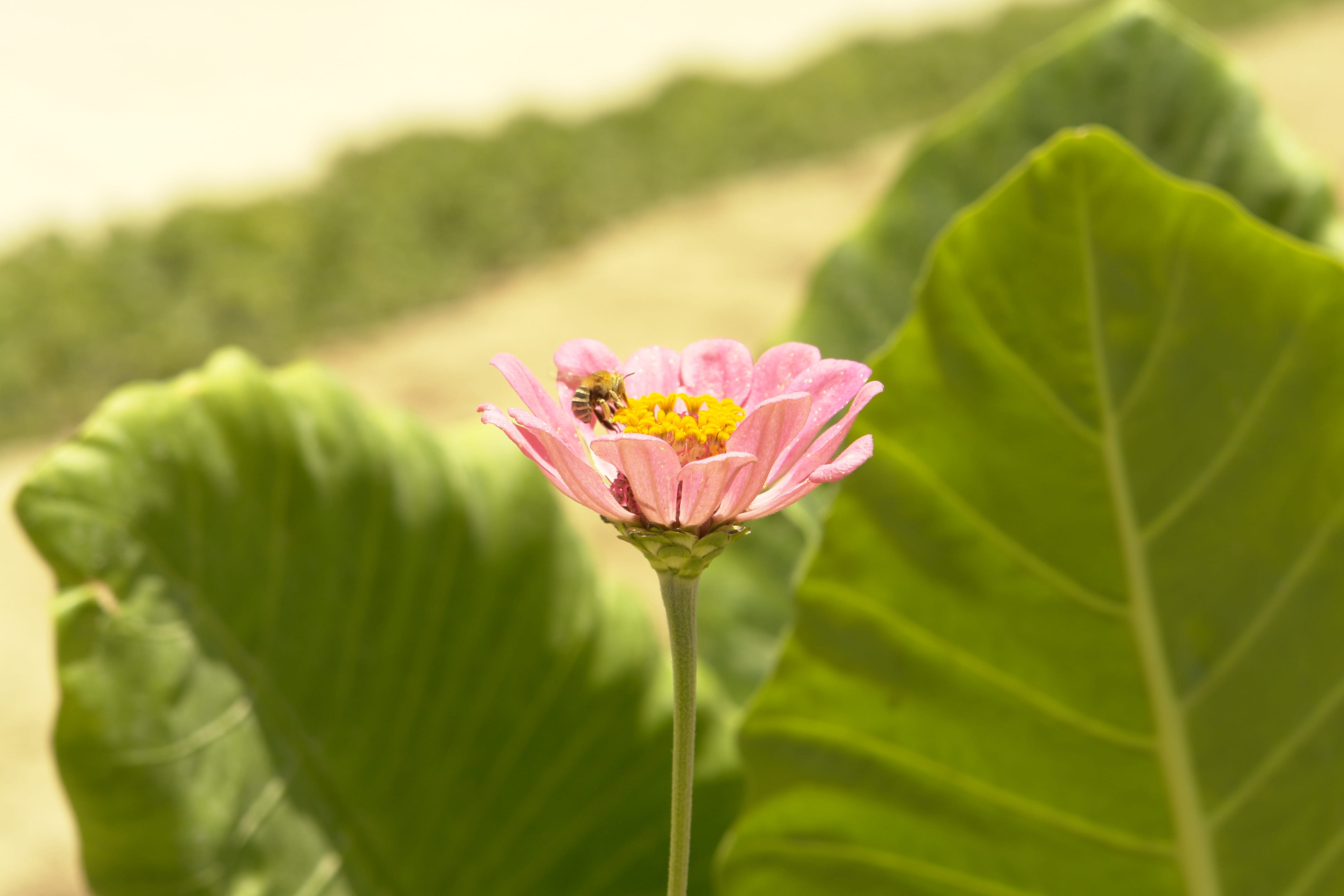 green color, vulnerability, green, plant, beauty, pink flower, 4K, flower, outdoors, fragility, springtime, nature, flower head, inflorescence, flowering plant, HD Wallpaper