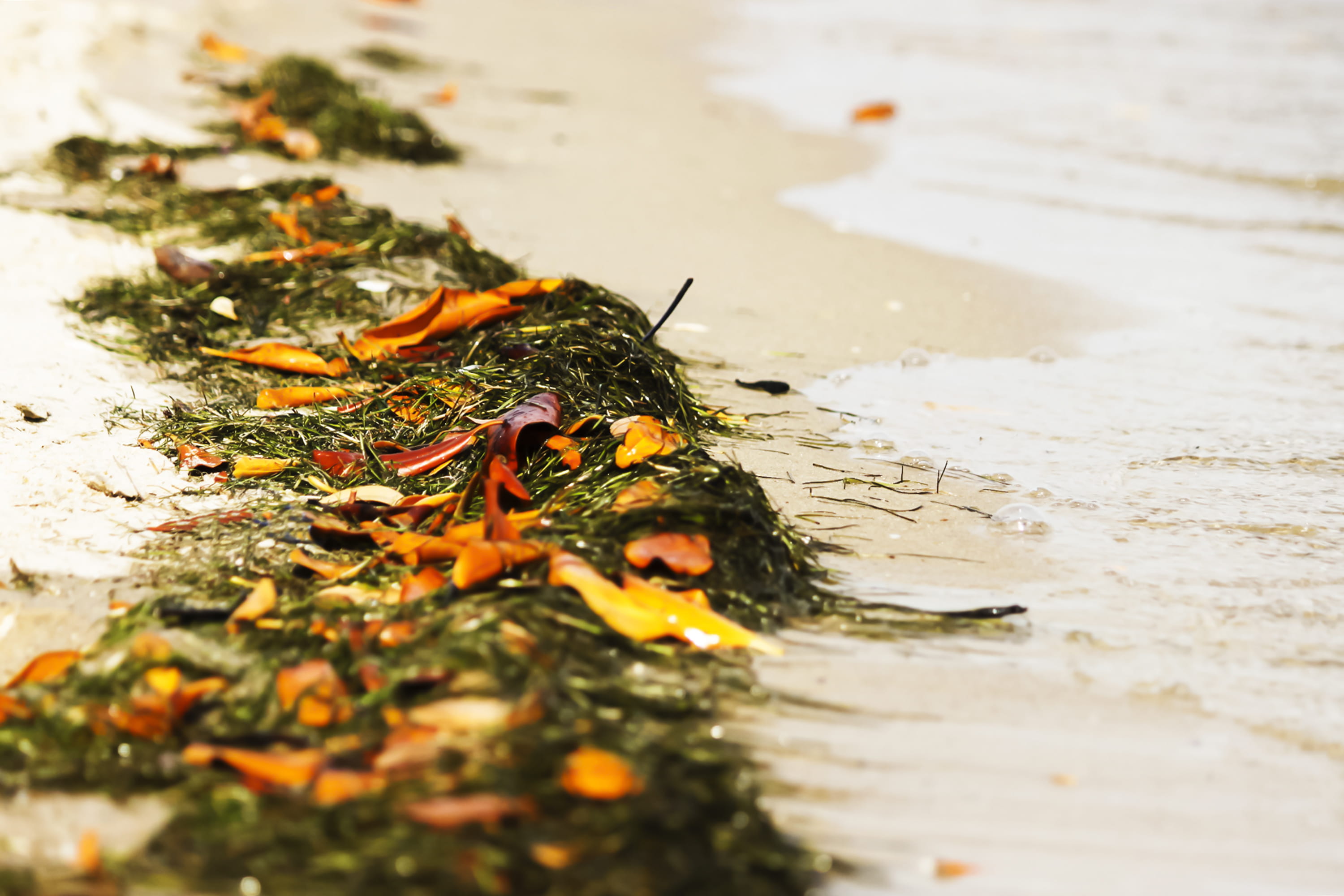 selective focus, day, sun, plant part, nature, plant, tranquility, wet, no people, mussulo, sea, beach, wood - material, angola, outdoors, reflection, leaves, HD Wallpaper
