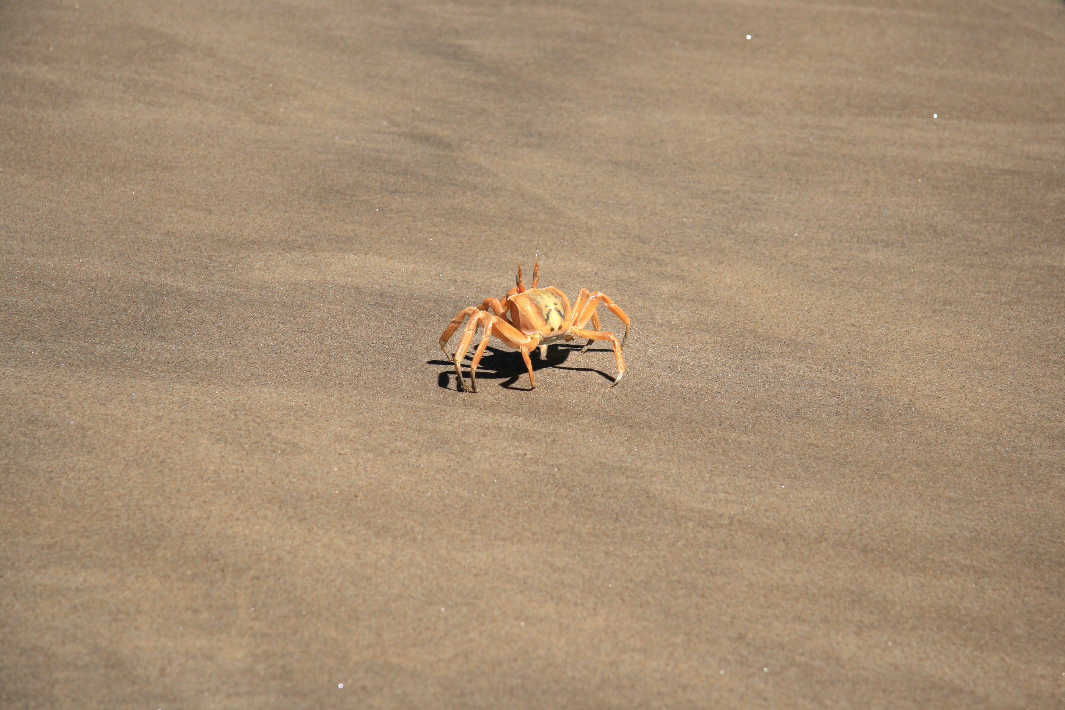 desert, land, doggy, animal wildlife, outdoors, one animal, beach, nature, the atlantic ocean, sea, angola, bird, day, crab, vertebrate, animal, shellfish, HD Wallpaper