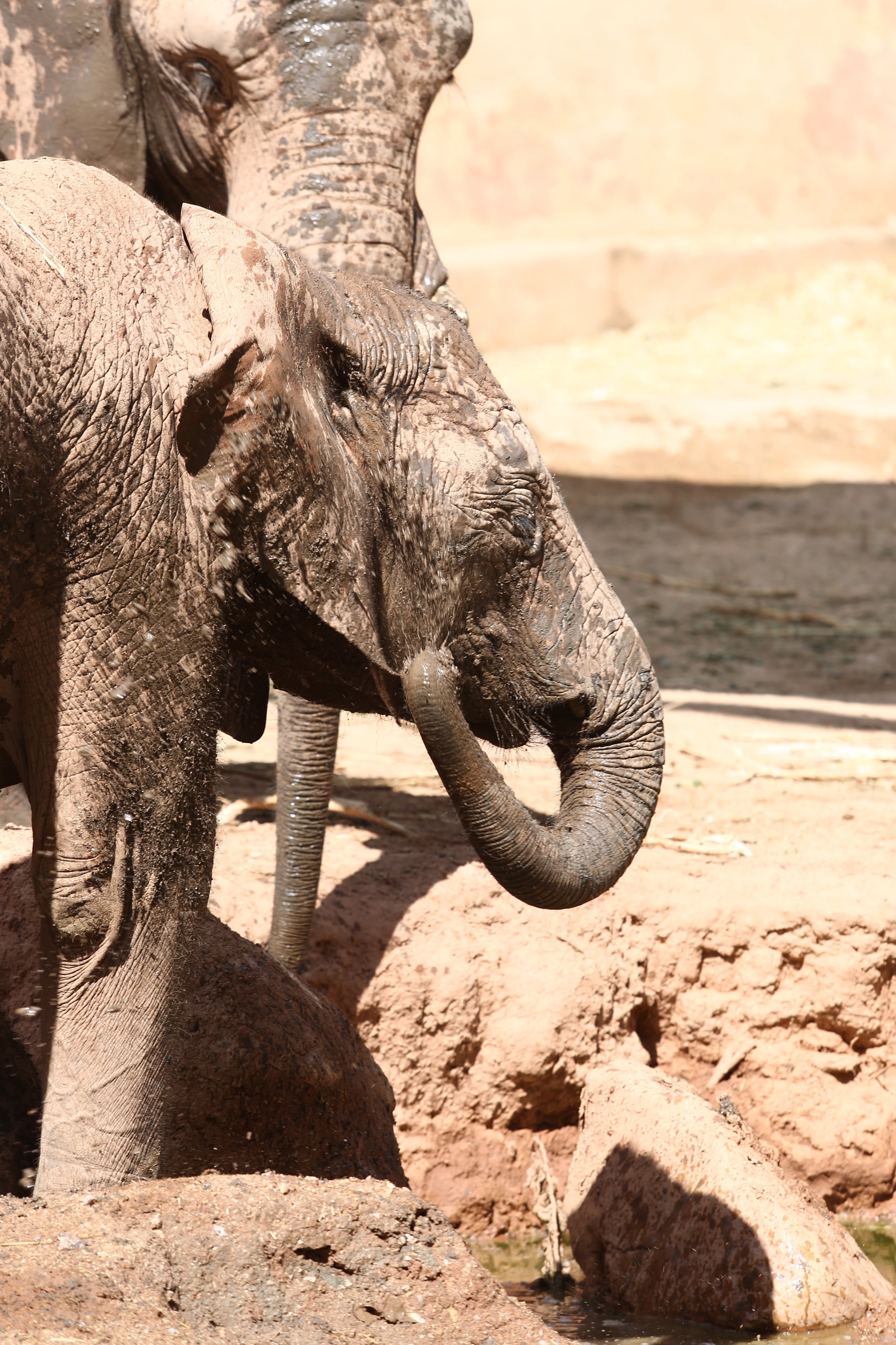 focus on foreground, herbivorous, animal wildlife, animal themes, zoo, day, large, no people, herbivore, water, creates, nature, elephant, adult, mammal, Phone HD Wallpaper