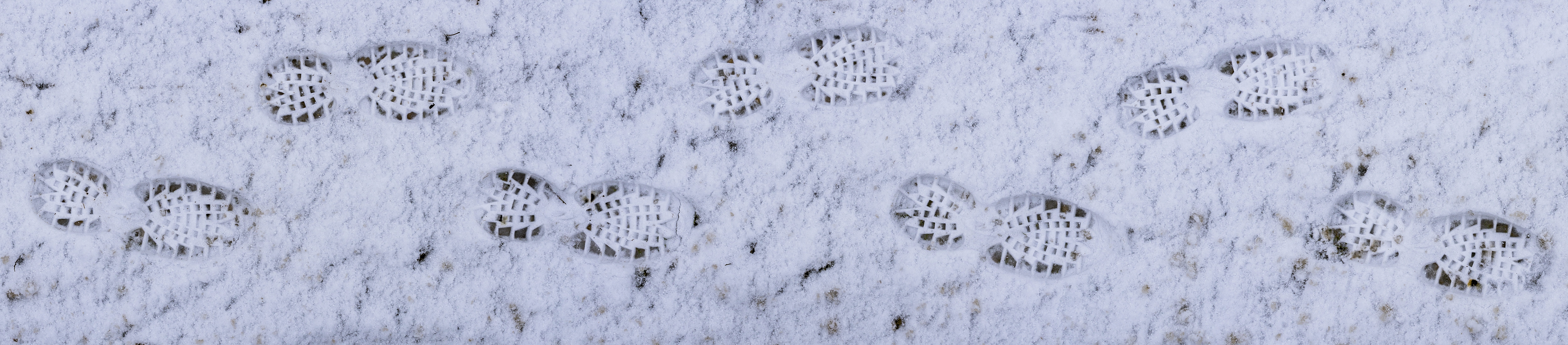 wintry, plant, outdoors, winter, day, backgrounds, trudge, cold, snowing, go, no people, snow lane, 8K, text, field, snow, captcha, panoramic, snow tramp, HD Wallpaper