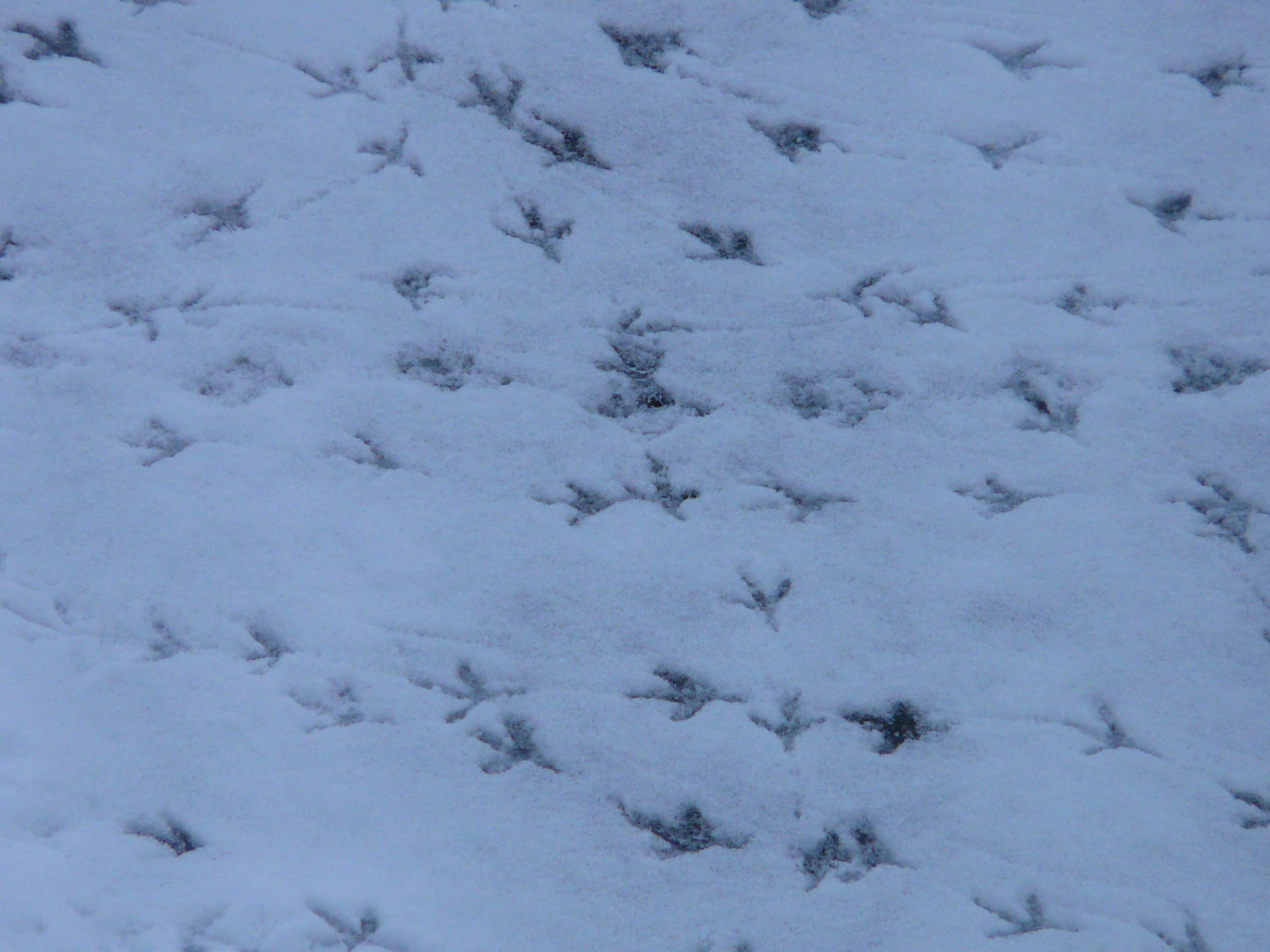 animal themes, day, animal, animal wildlife, outdoors, snow, paw print, mammal, pattern, full frame, animal track, cold temperature, white, cold, reprint, HD Wallpaper