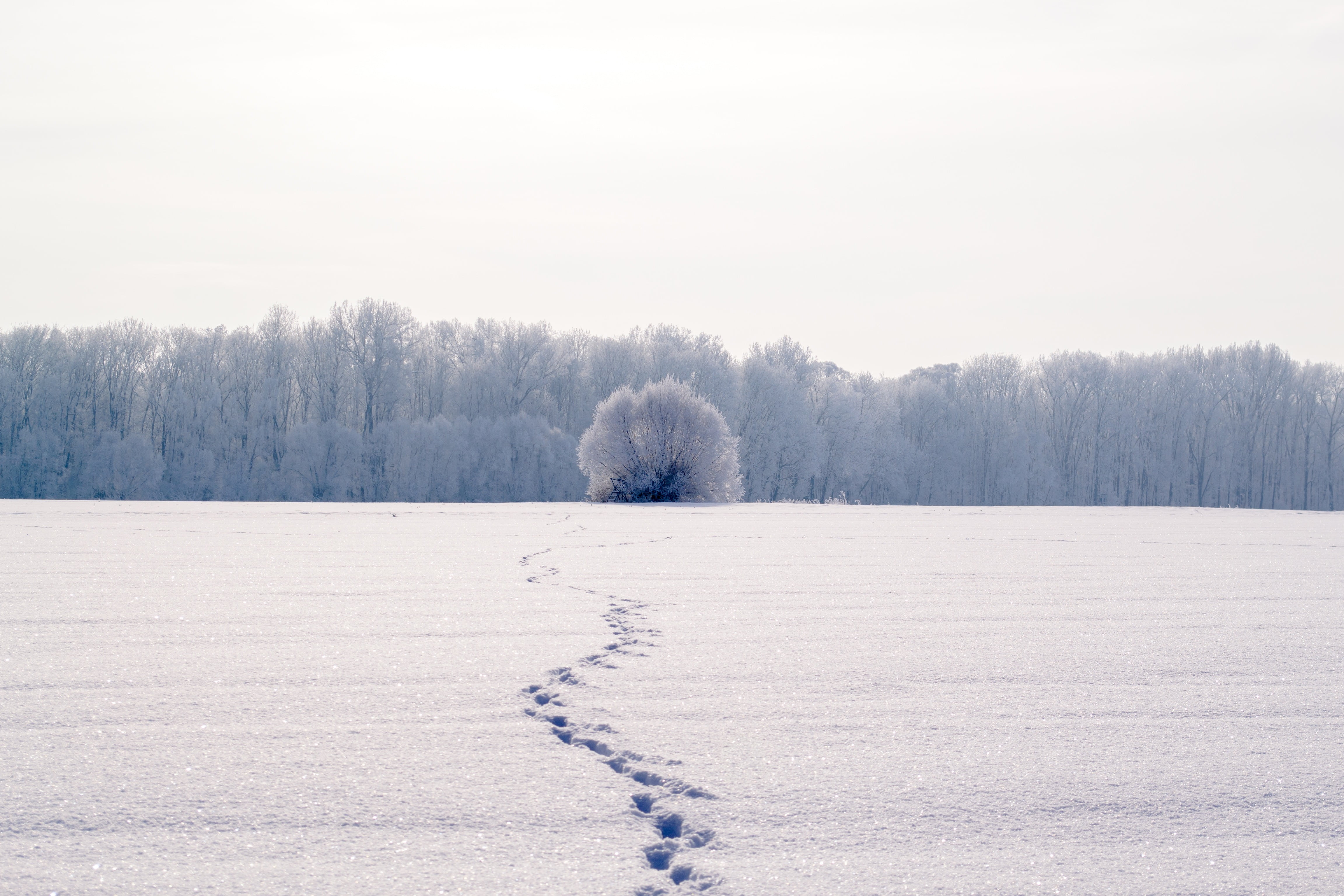 plant, snow, ice, daytime, outdoors, frozen, frost, coniferous tree, land, tree, beauty in nature, footprints, tranquility, near, scenics, nature, snow lane, HD Wallpaper
