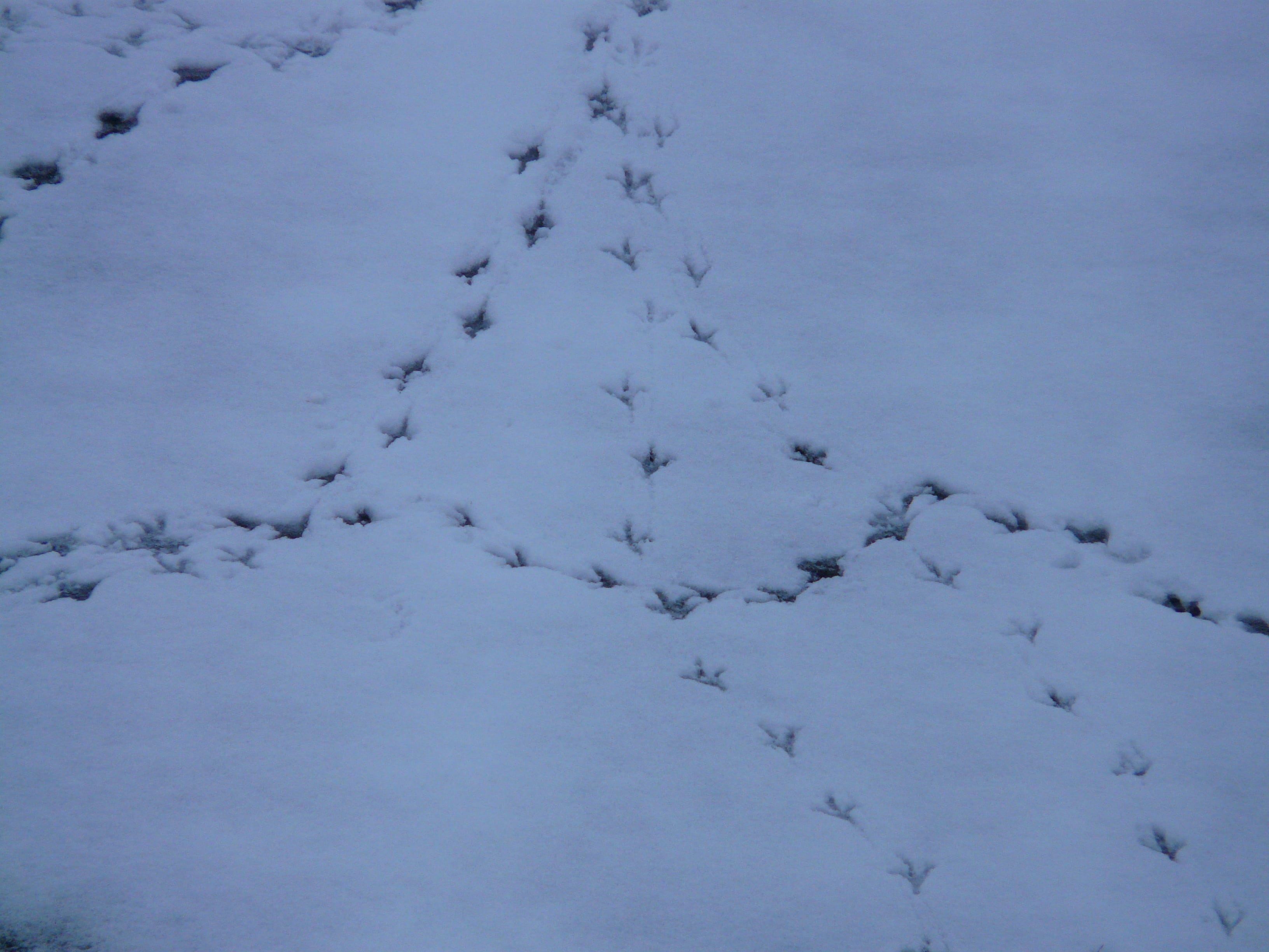 land, outdoors, footprint, white color, animal, day, footprints, white, animals in the wild, traces, animal wildlife, cold temperature, wilderness, animal track, HD Wallpaper