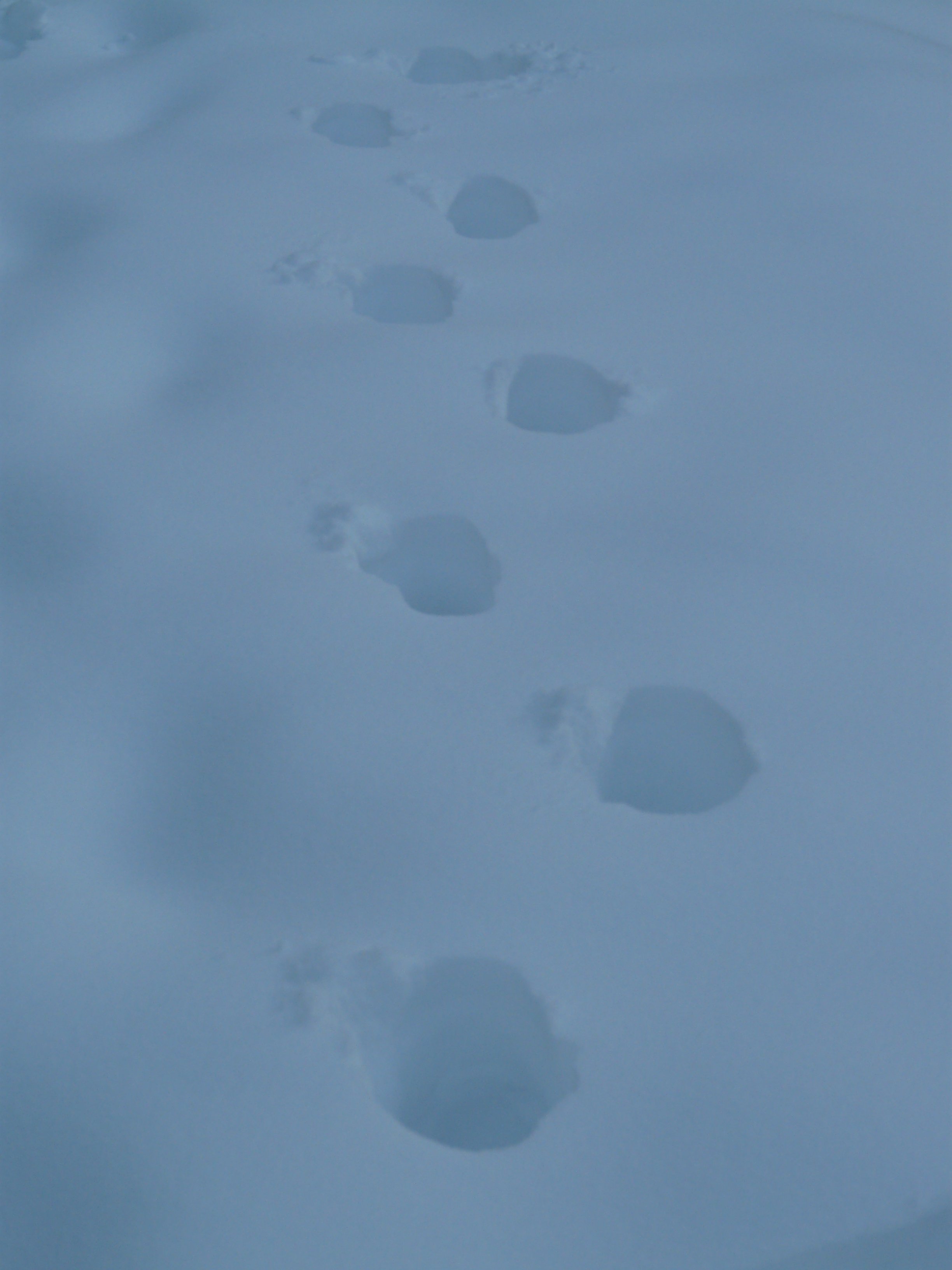 environment, snow lane, winter, land, idyllic, backgrounds, trace, reprint, high angle view, nature, day, 2K, snow, trudge, cold temperature, cold, outdoors, Phone HD Wallpaper