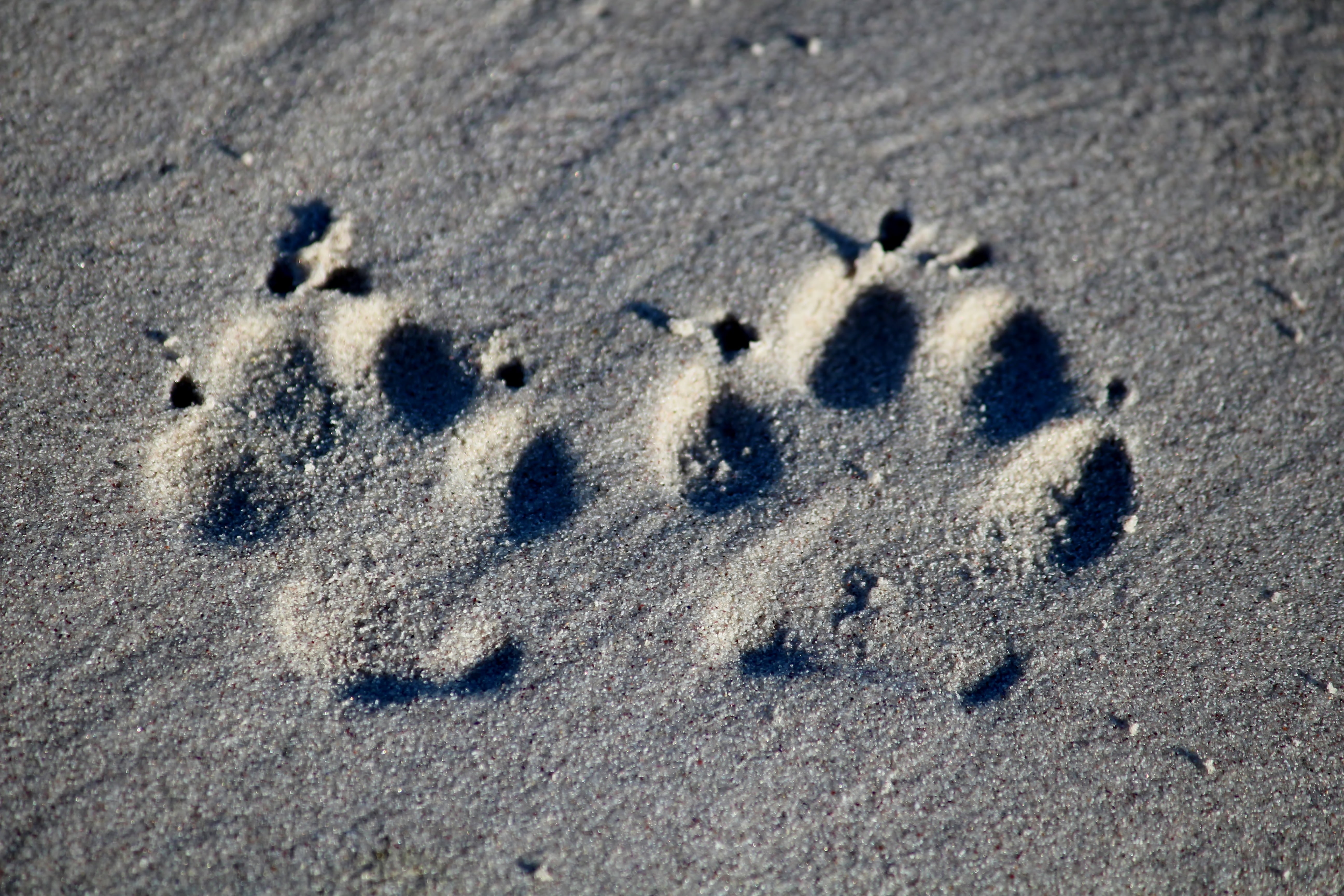 nature, textured, animal track, high angle view, 5K, paw, day, no people, deepening, animal, footprint, pattern, outdoors, dog, print, paw print, land, HD Wallpaper