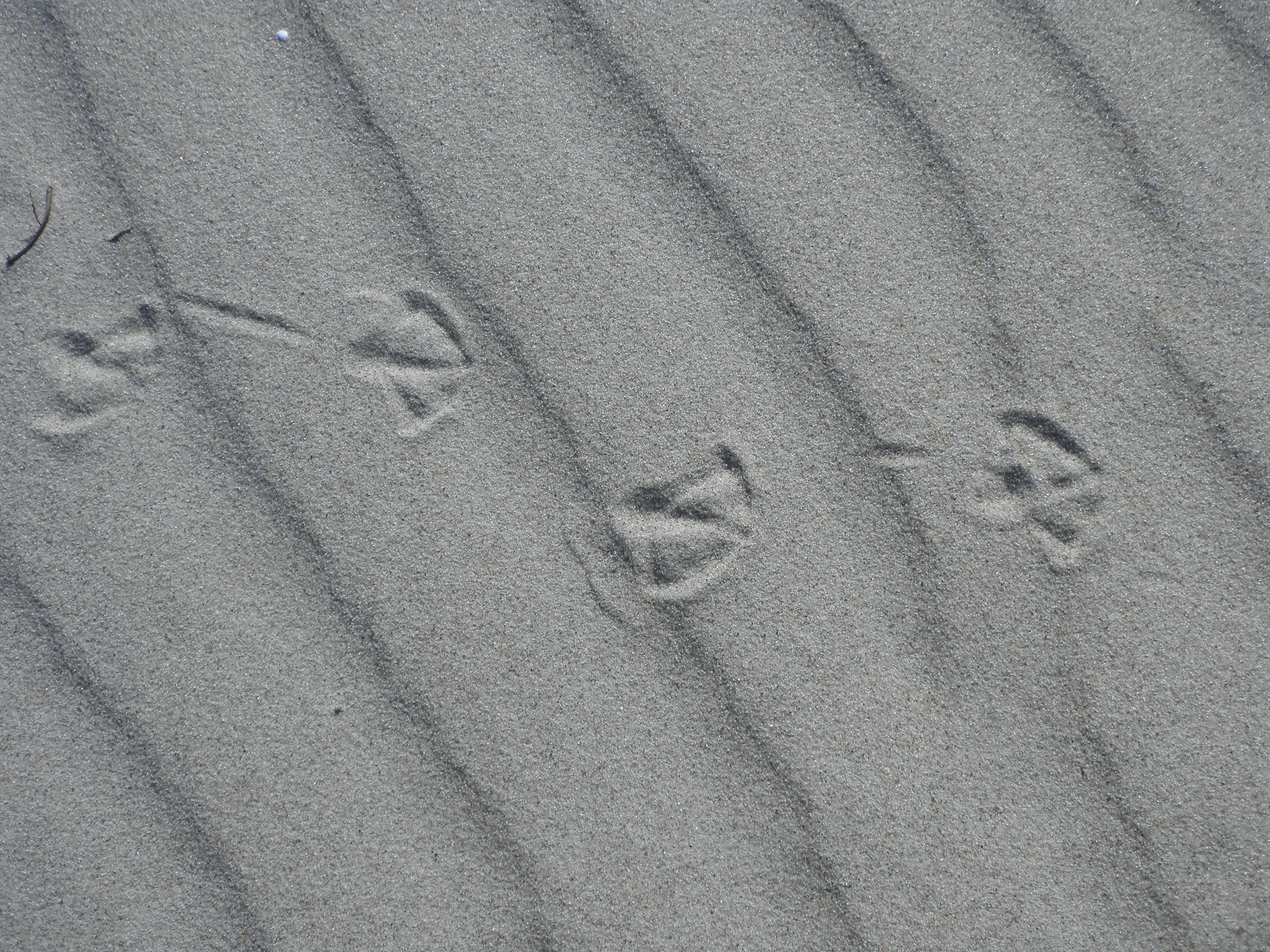 pattern, beach, footprint, land, no people, reprint, gulls feet, day, communication, full frame, traces, high angle view, text, print, nature, handprint, HD Wallpaper