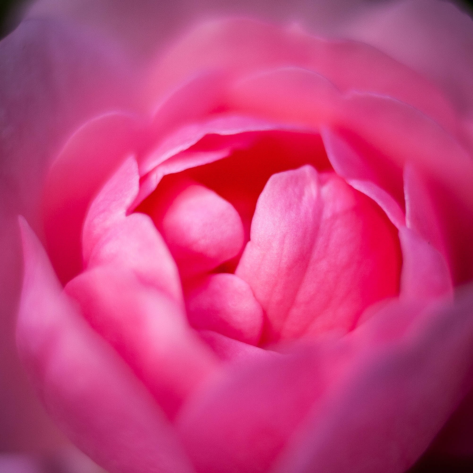 petal, nature, freshness, rose, petaled, closeup, Petals, canon  eos  350d, close-up, 1080P, art, flower, Macro, pink Color, plant, beauty In Nature, rose - Flower, Phone HD Wallpaper