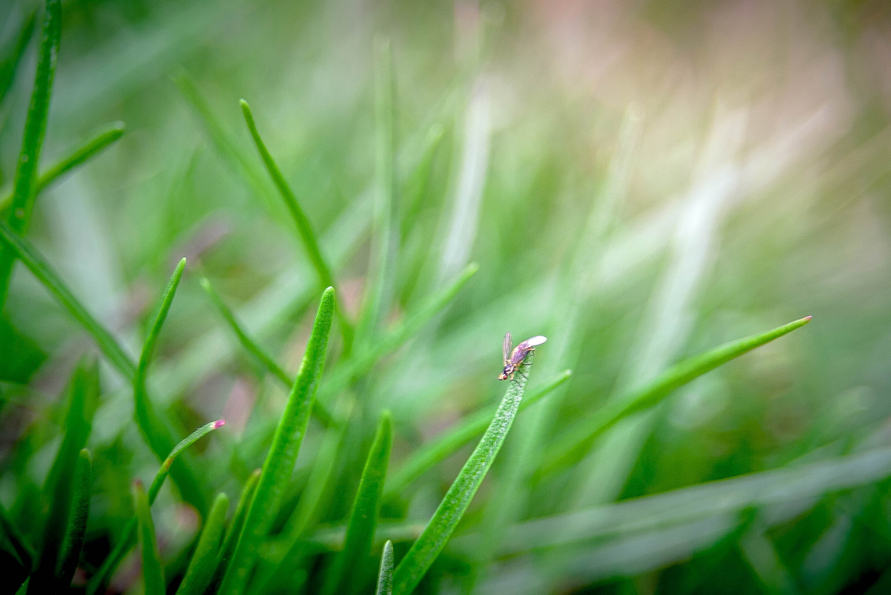 green plant, jungle  green, green  grass, monday, springtime, macro, closeup, summer, Its a jungle out there, canon  eos  350d, alpine  plant, insect, 2K, HD Wallpaper
