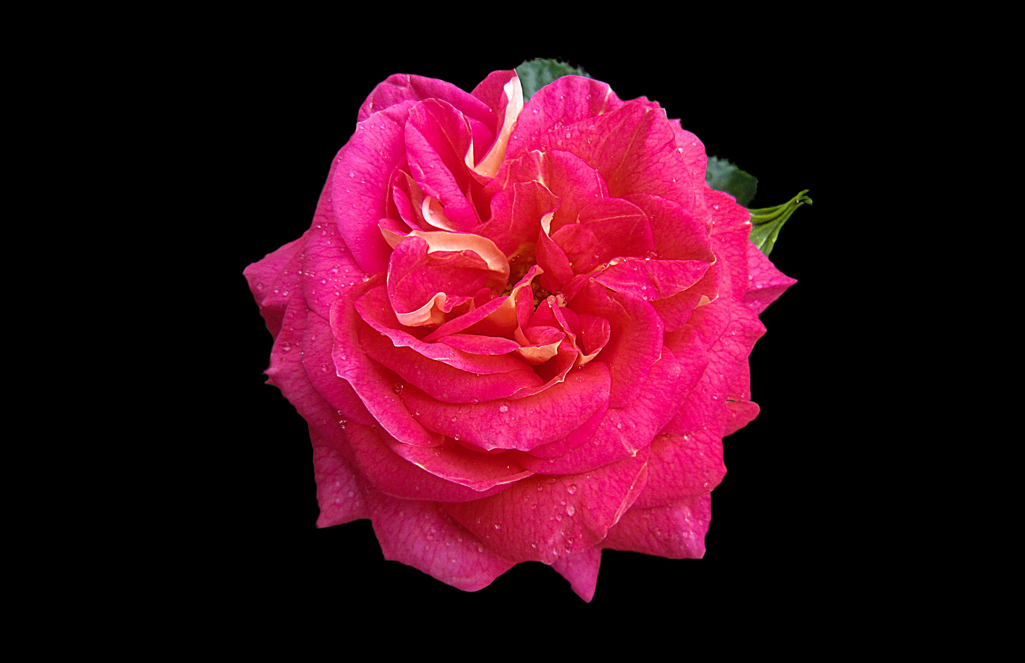 freshness, plant, morgentau, rose - flower, beauty in nature, petaled, black background, vulnerability, cut out, studio shot, flower head, pink color, pink, HD Wallpaper