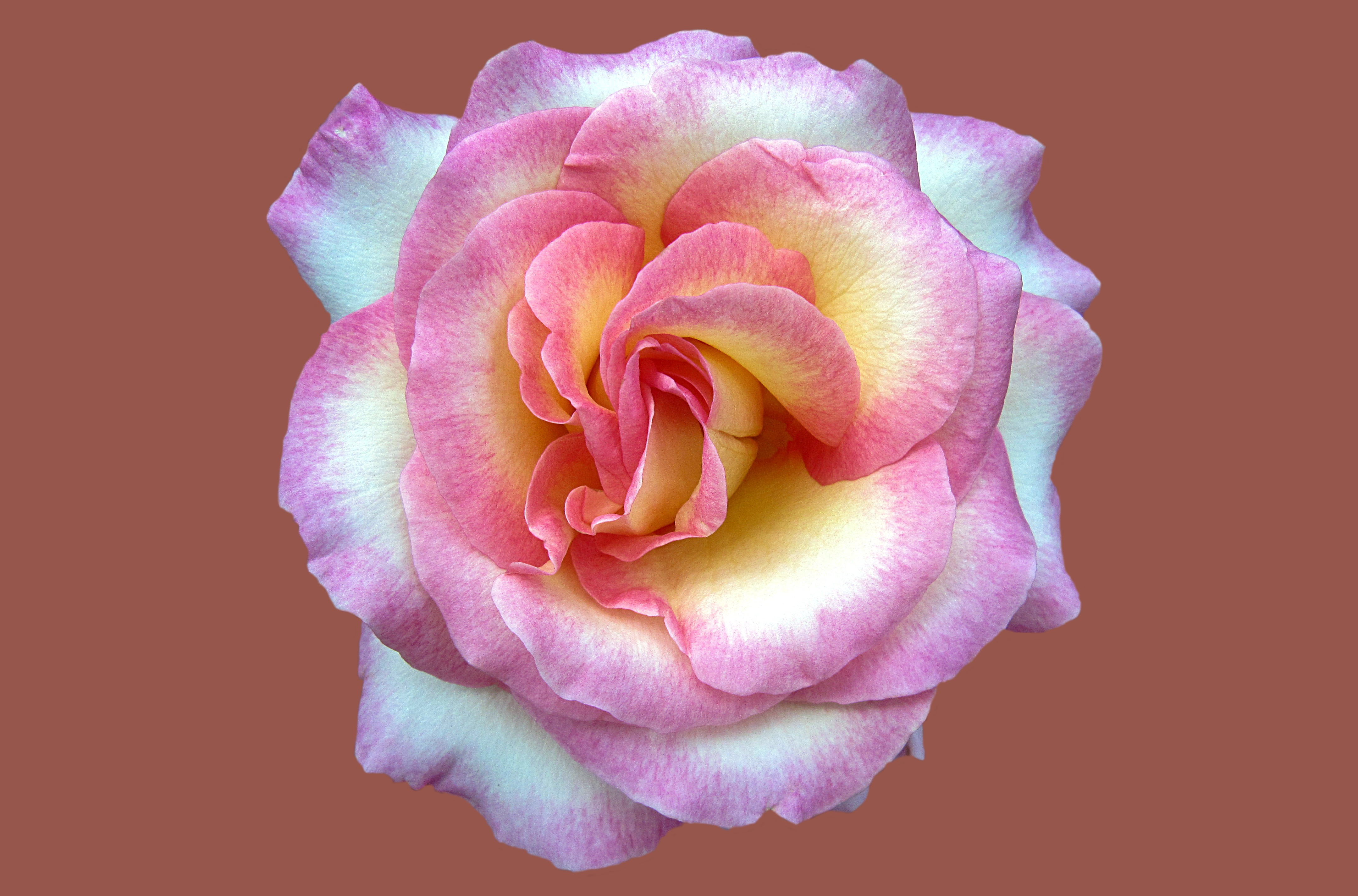 beauty in nature, bad kissingen, inflorescence, rose bloom, close-up, rose garden, rose, black background, pink color, indoors, plant, rose city bad kissingen, HD Wallpaper