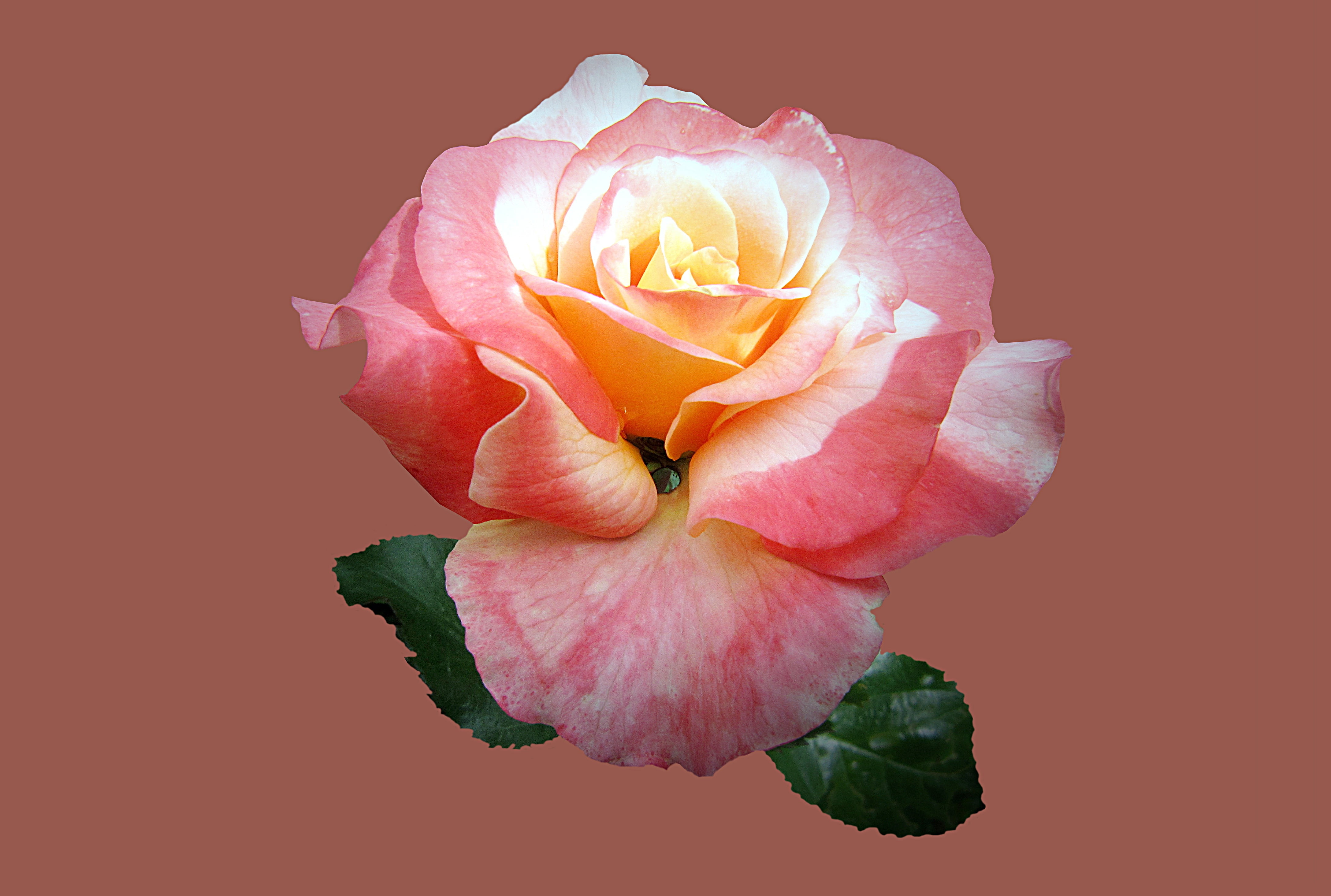 bad kissingen, white, no people, rose - flower, pink, inflorescence, rose city bad kissingen, freshness, nature, pollen, vulnerability, beauty in nature, HD Wallpaper