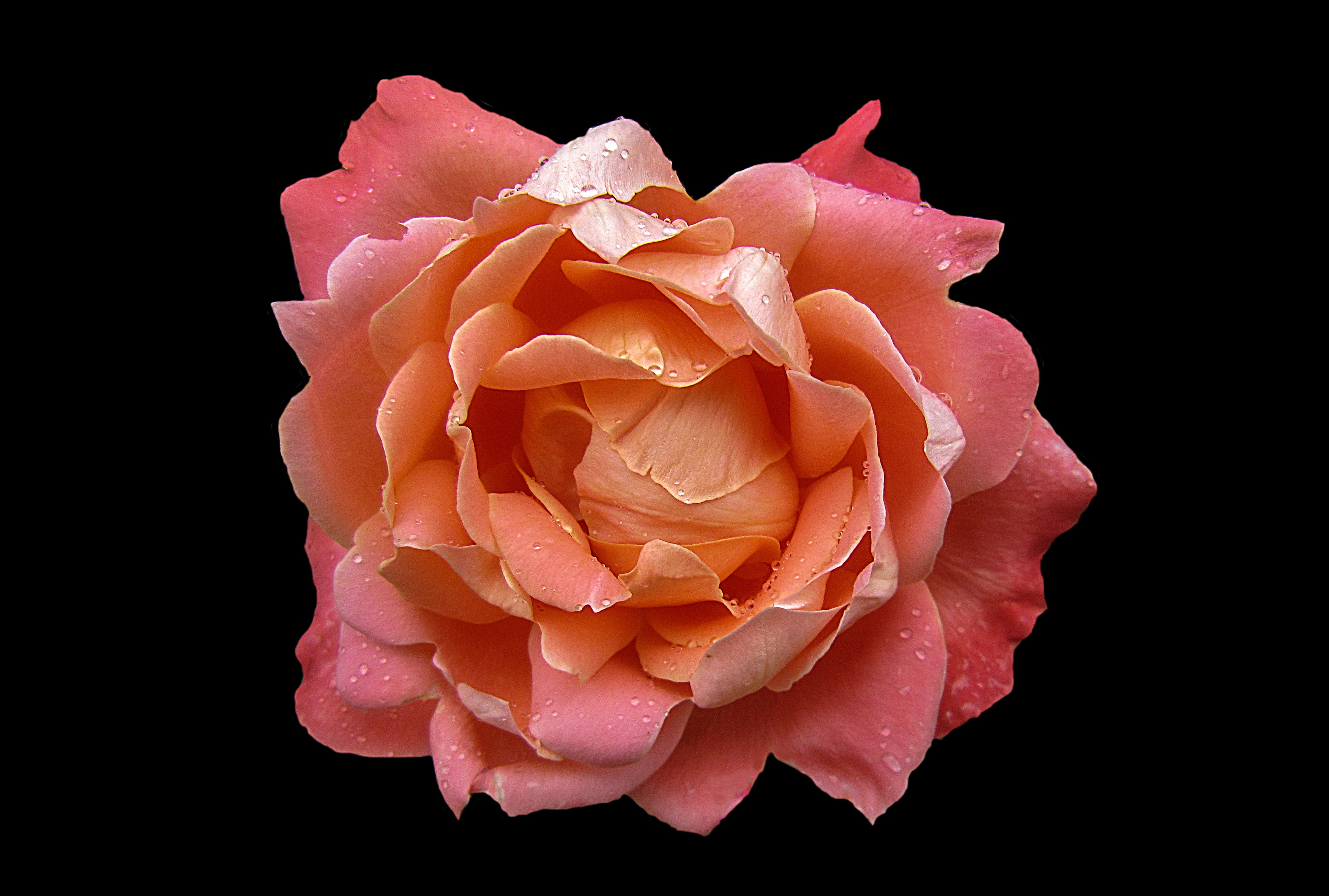 flower head, indoors, rose name hamburger deern, Rosengarten, beauty in nature, vulnerability, rose city bad kissingen, rose bloom, freshness, inflorescence, HD Wallpaper
