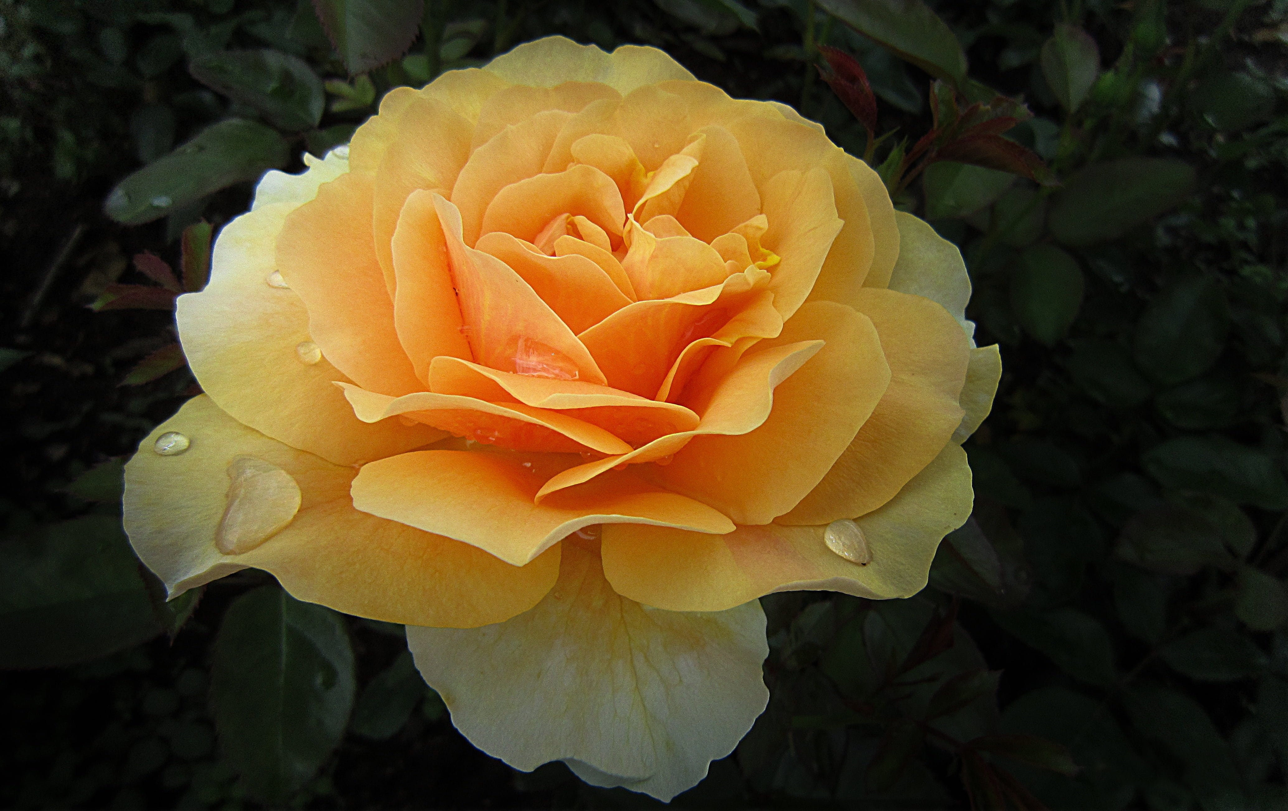 rose - flower, petal, 4K, flower, flower head, rosengarten bad kissingen, nature, orange, vulnerability, yellow, springtime, closeup, outdoors, plant part, HD Wallpaper